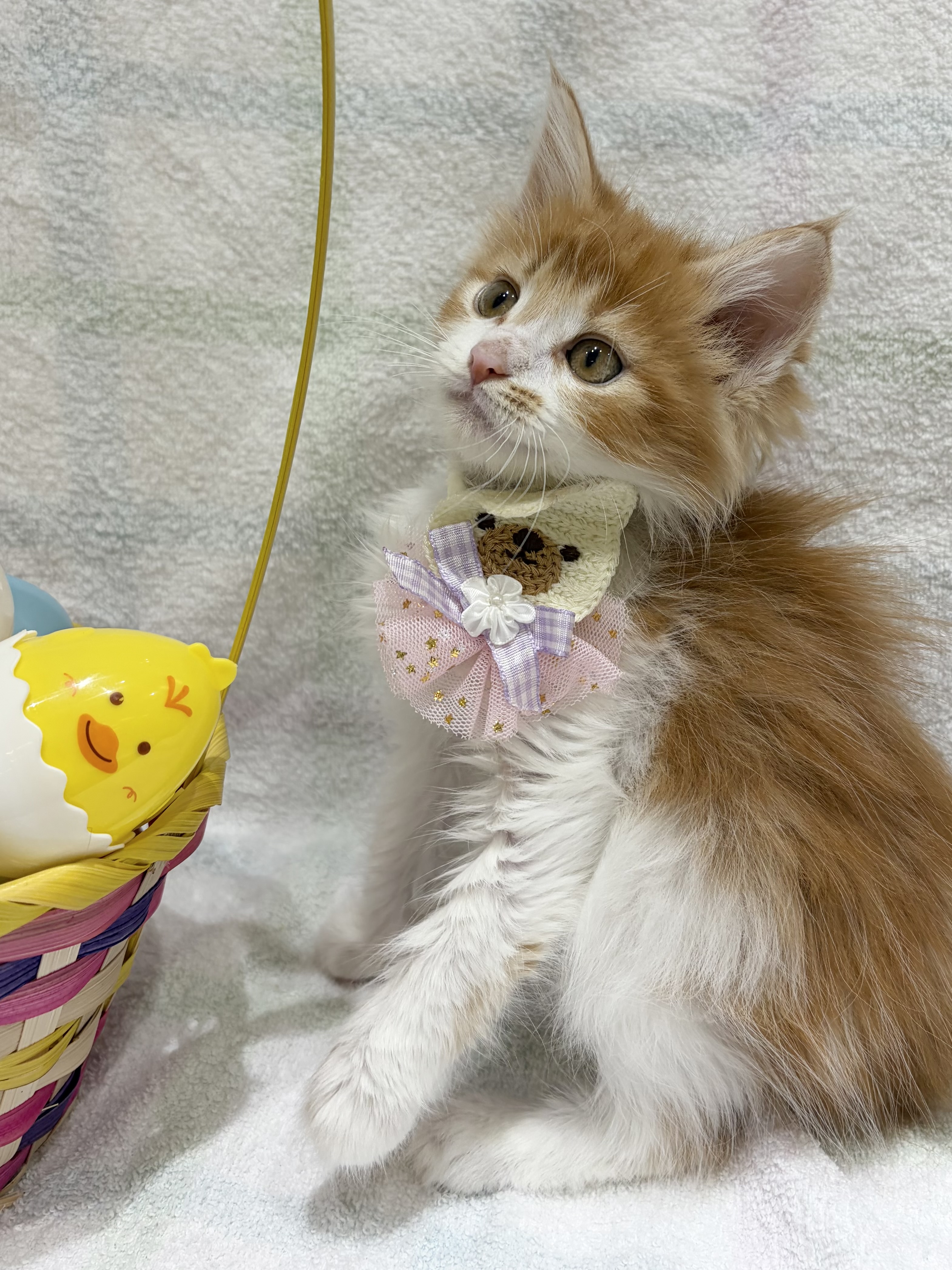 埼玉県のメインクーン (センチュリーペット武蔵狭山店/2026年2月10日生まれ/男の子/レッドタビーホワイト)の子猫の3枚目の画像