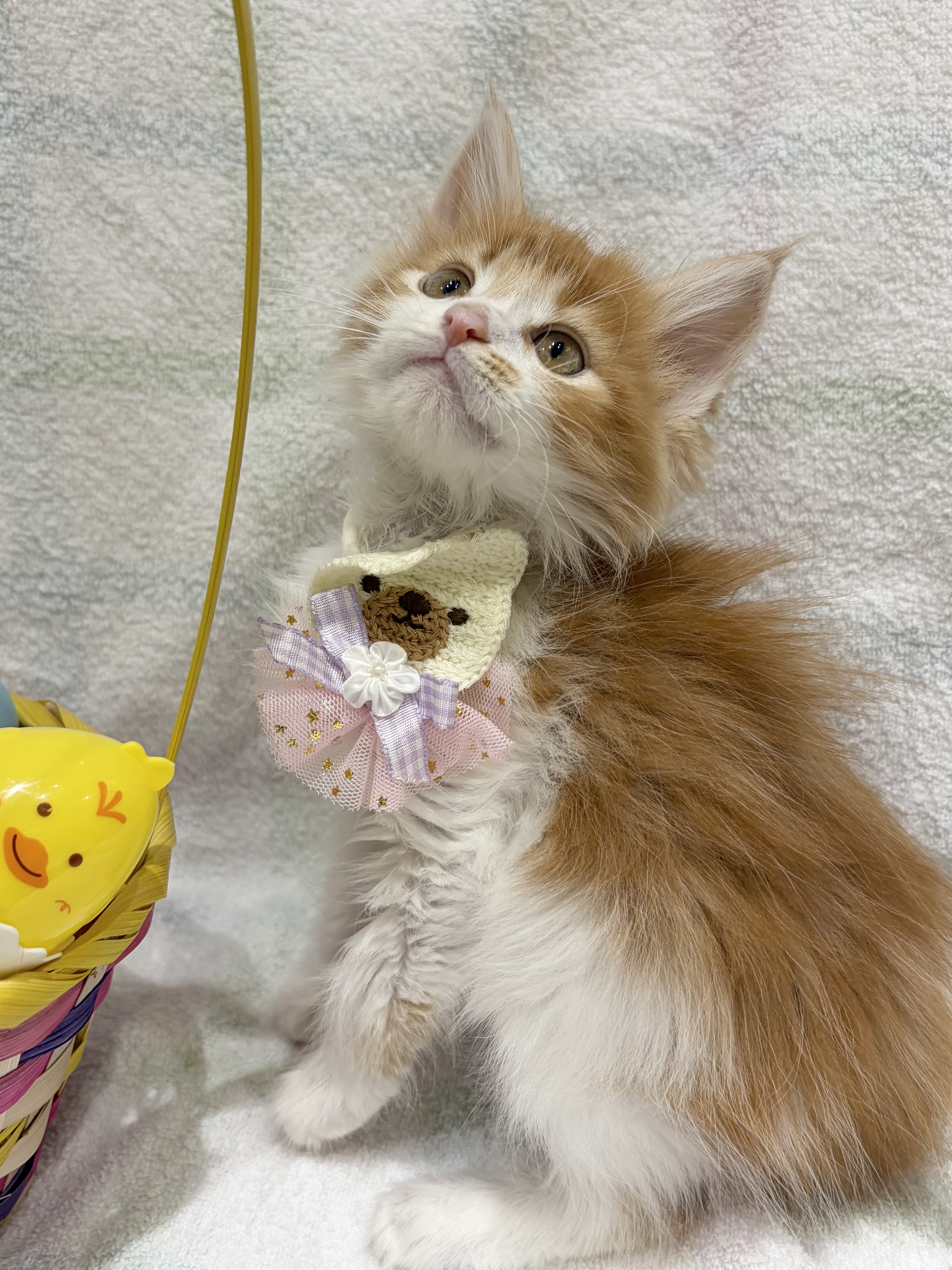 埼玉県のメインクーン (センチュリーペット武蔵狭山店/2026年2月10日生まれ/男の子/レッドタビーホワイト)の子猫の4枚目の画像