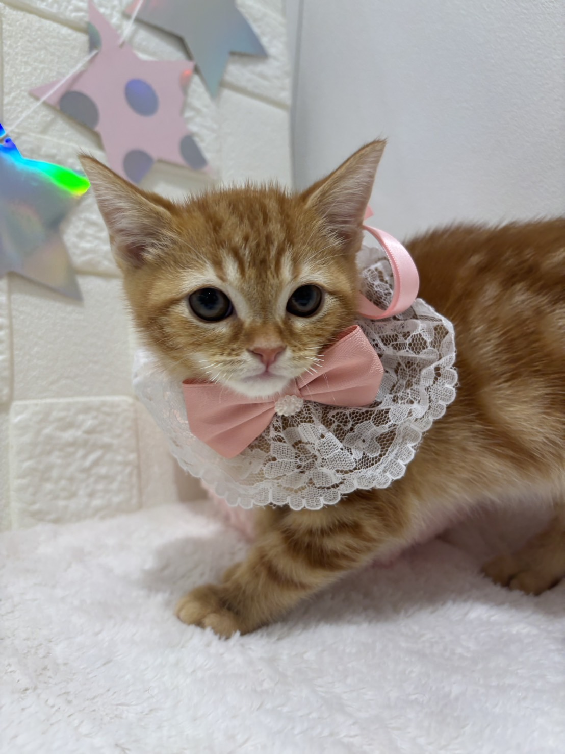 2026年2月14日生まれのアメリカンショートヘアー