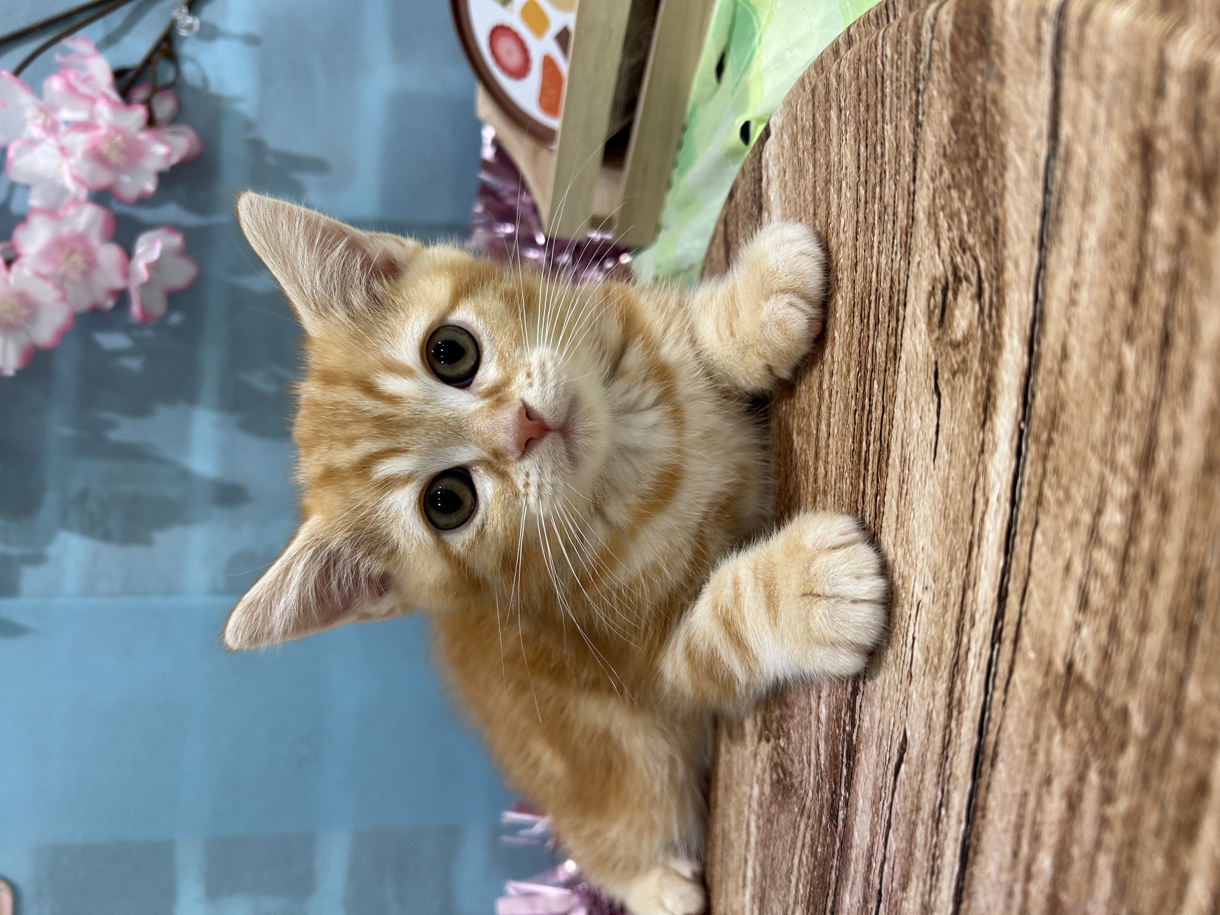 2026年2月14日生まれのアメリカンショートヘアー