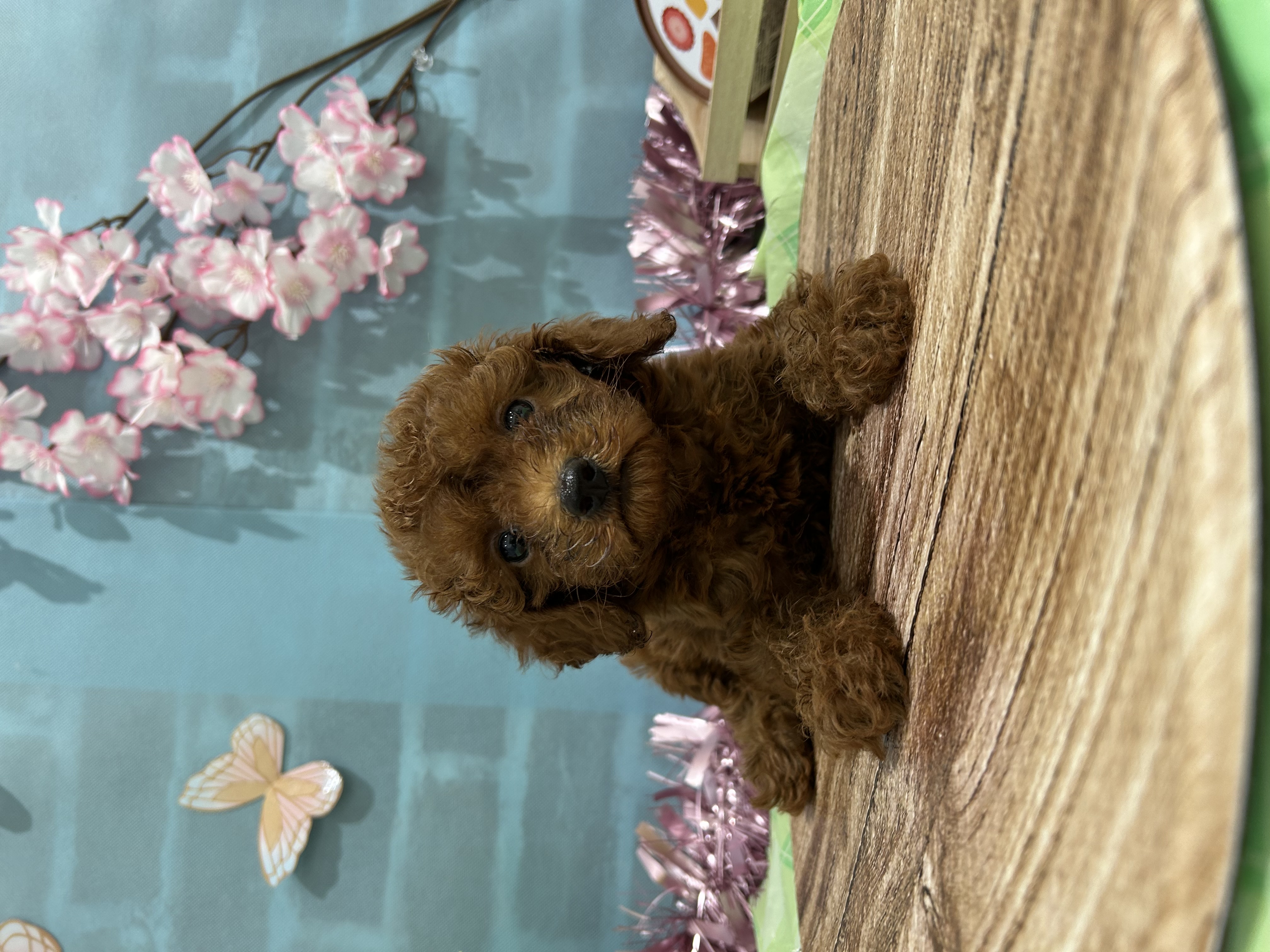 2026年2月16日生まれのトイプードル(トイ)