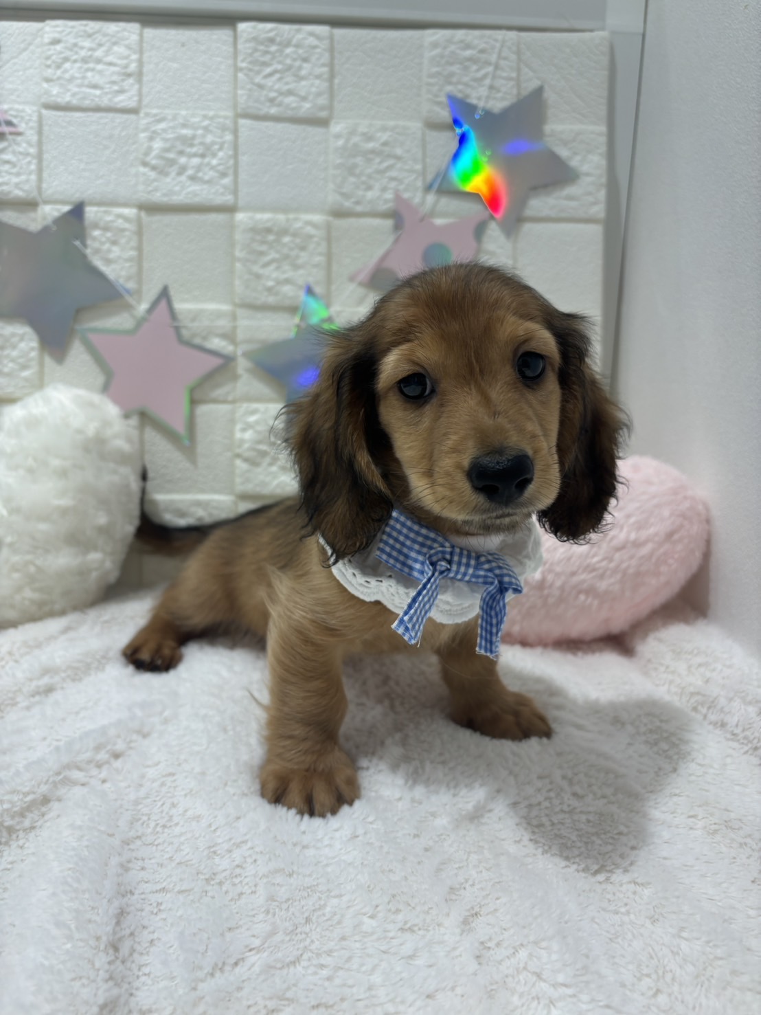 2026年1月26日生まれのミニチュアダックスフンド(ロング)