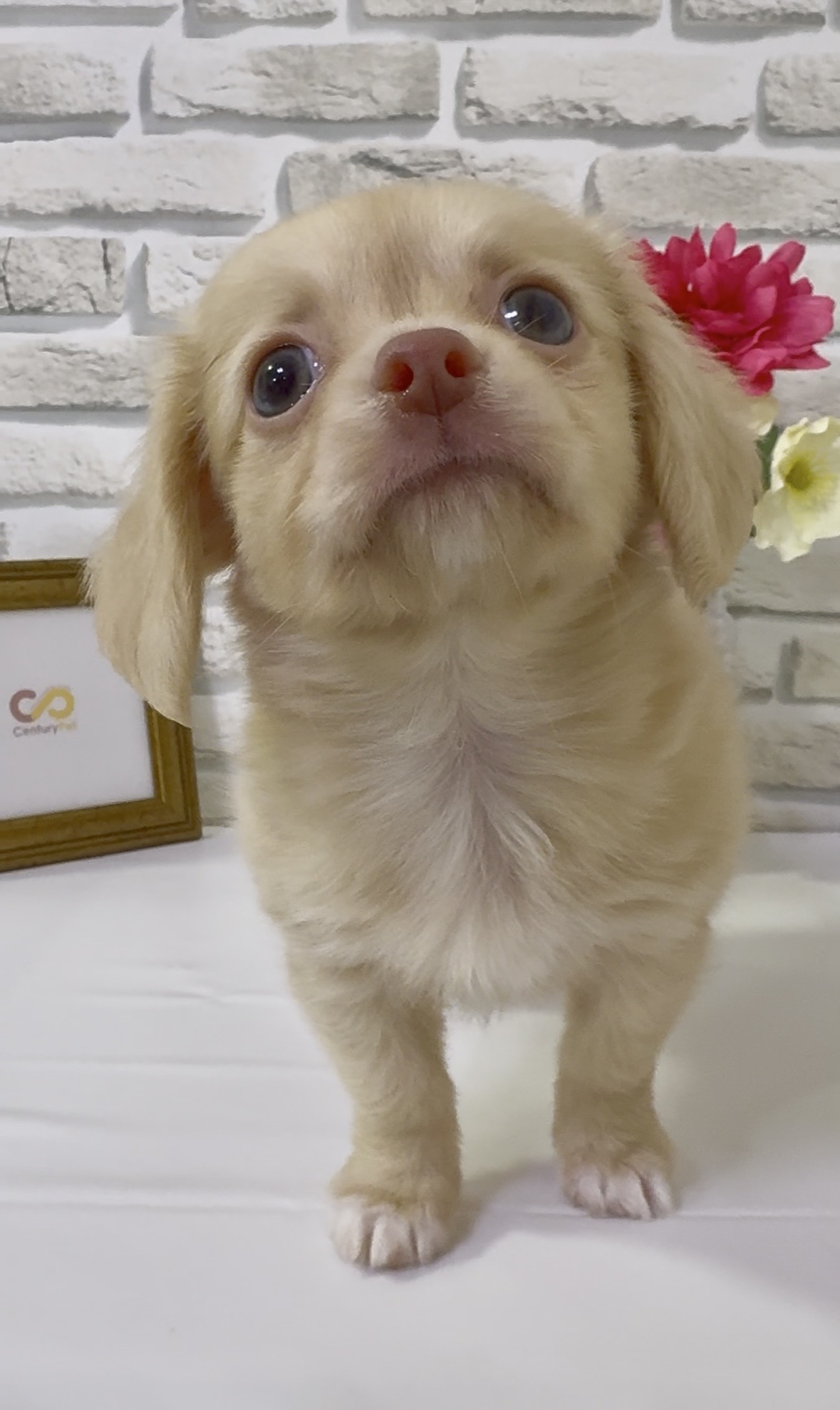 東京都のハーフ犬・ミックス犬 (センチュリーペットイオン葛西店/2026年2月18日生まれ/男の子/その他色)の子犬の2枚目の画像