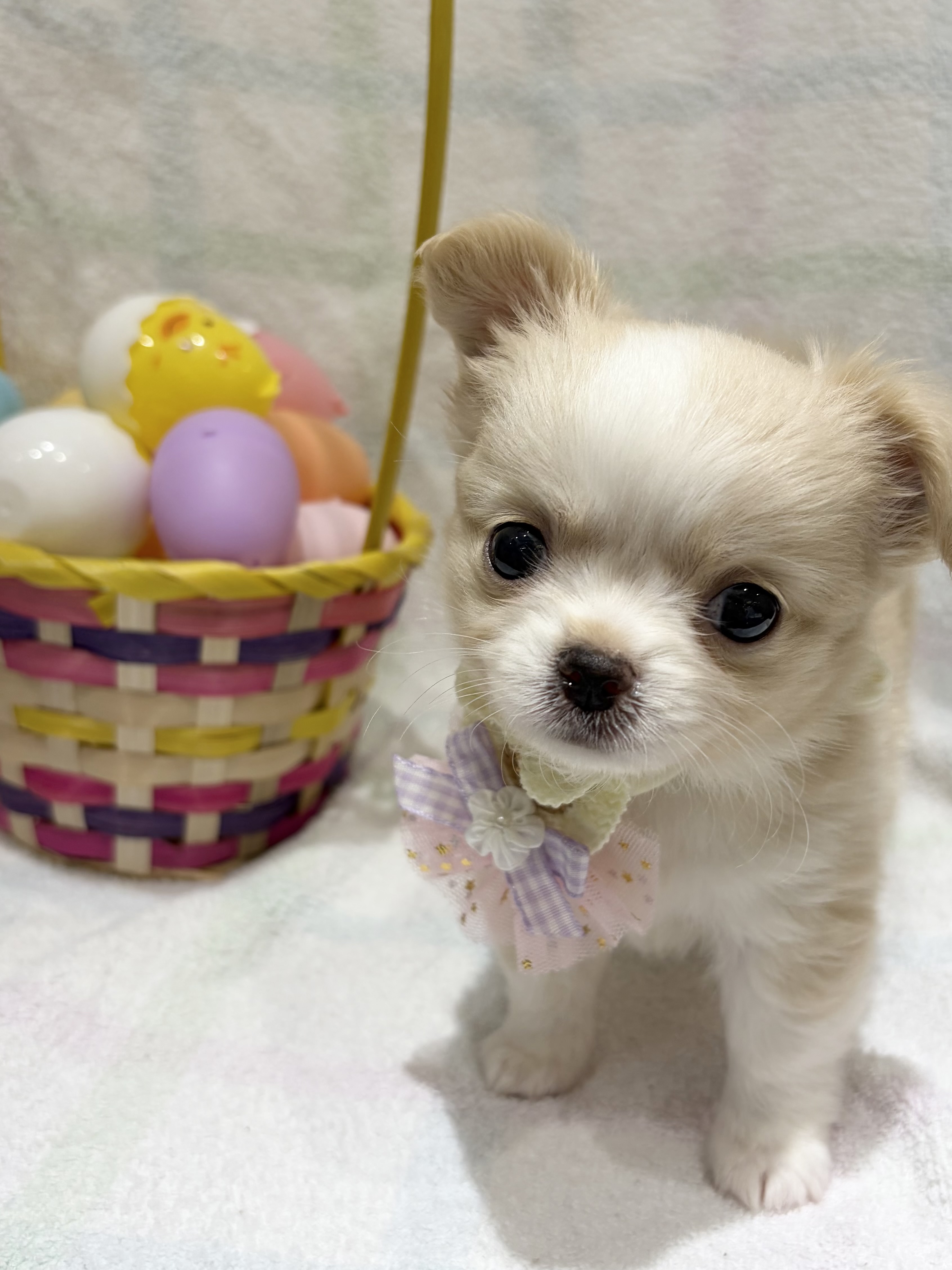埼玉県のチワワ(ロング) (センチュリーペット武蔵狭山店/2026年2月18日生まれ/男の子/クリームホワイト)の子犬の1枚目の画像