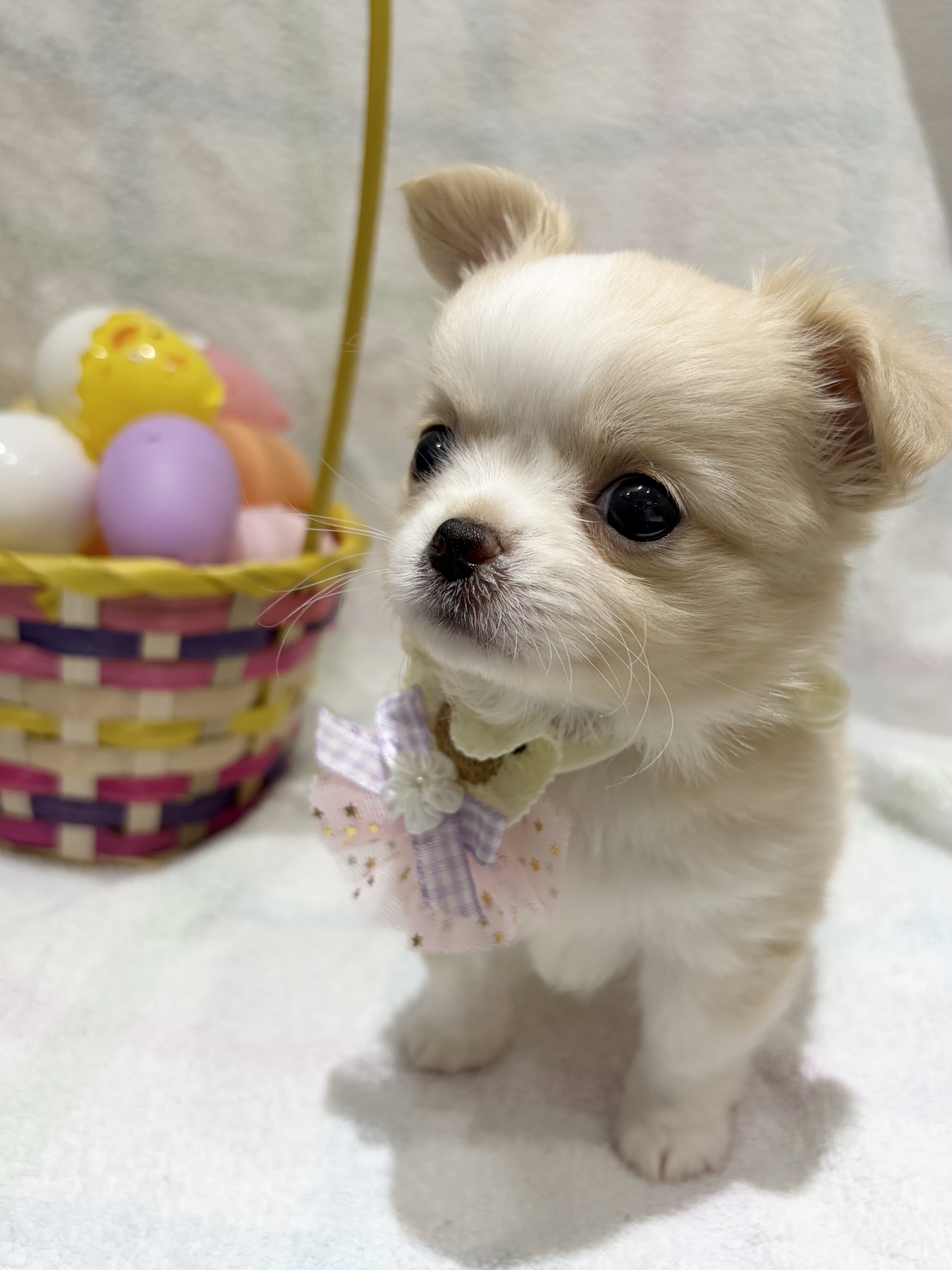 埼玉県のチワワ(ロング) (センチュリーペット武蔵狭山店/2026年2月18日生まれ/男の子/クリームホワイト)の子犬の2枚目の画像