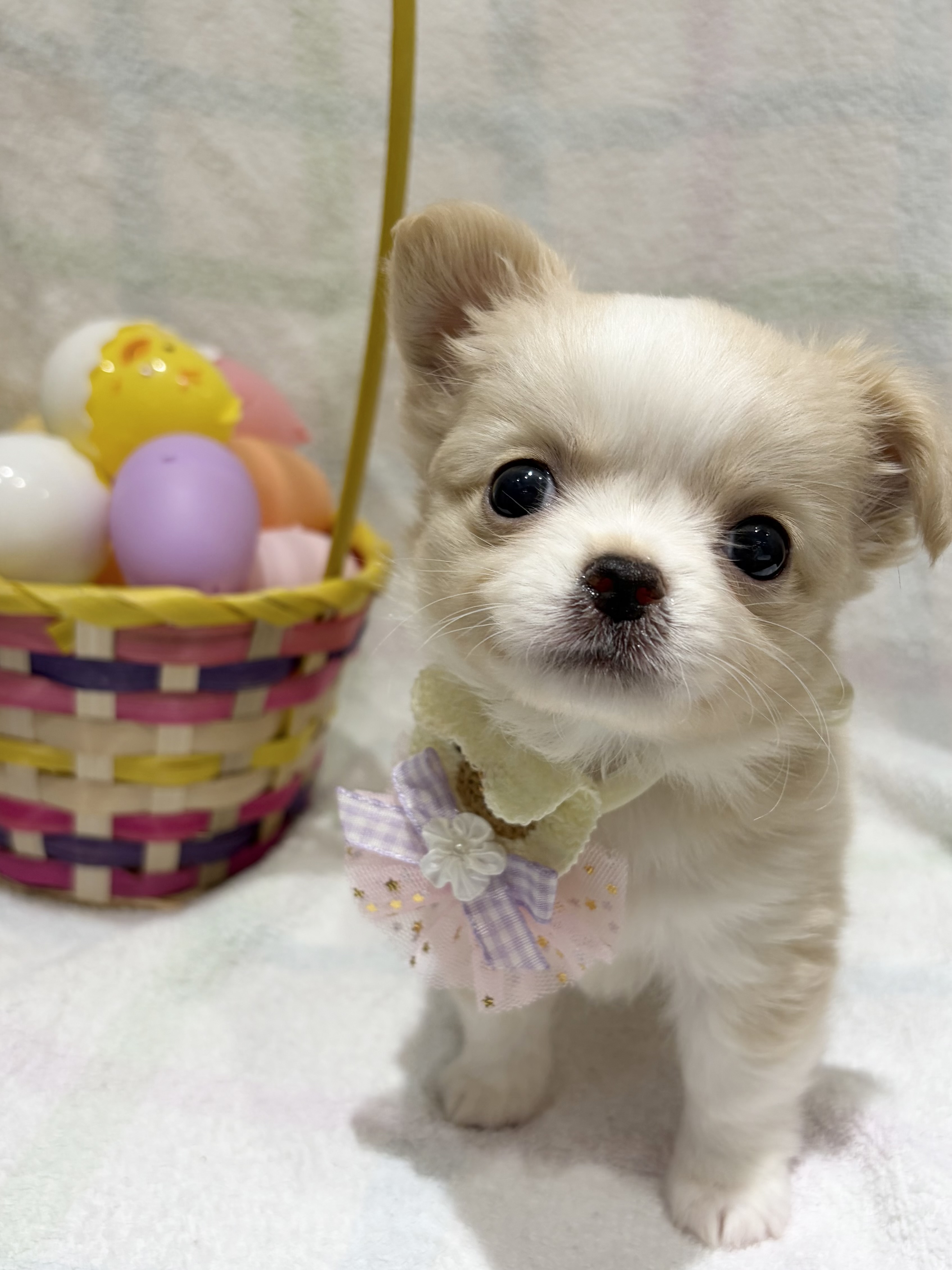 埼玉県のチワワ(ロング) (センチュリーペット武蔵狭山店/2026年2月18日生まれ/男の子/クリームホワイト)の子犬の3枚目の画像