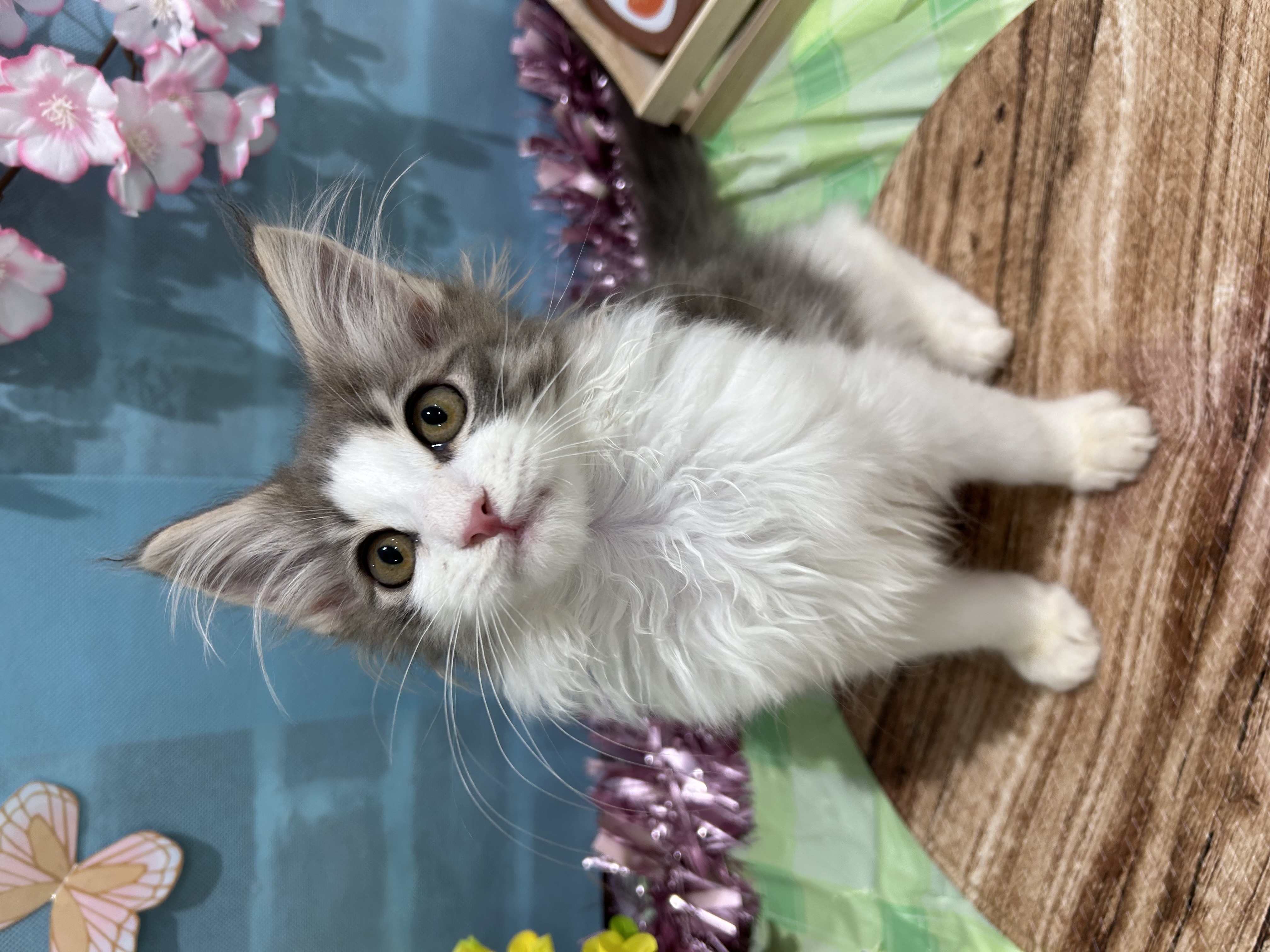 2026年1月21日生まれのノルウェージャンフォレストキャット