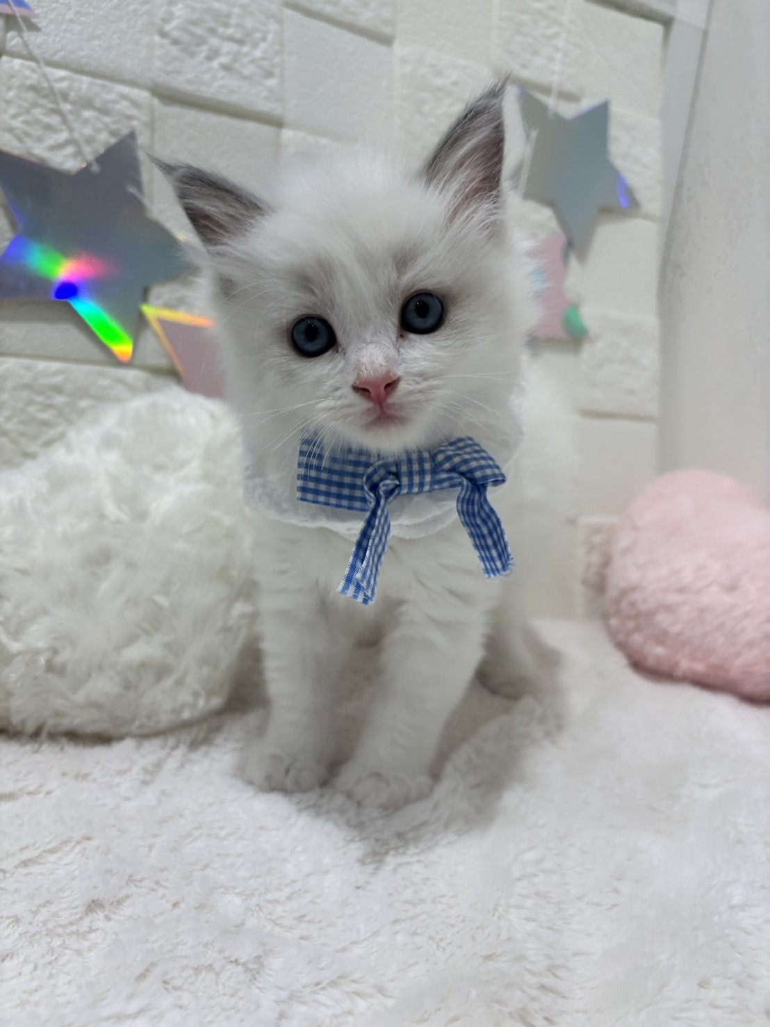 2026年2月16日生まれのラグドール