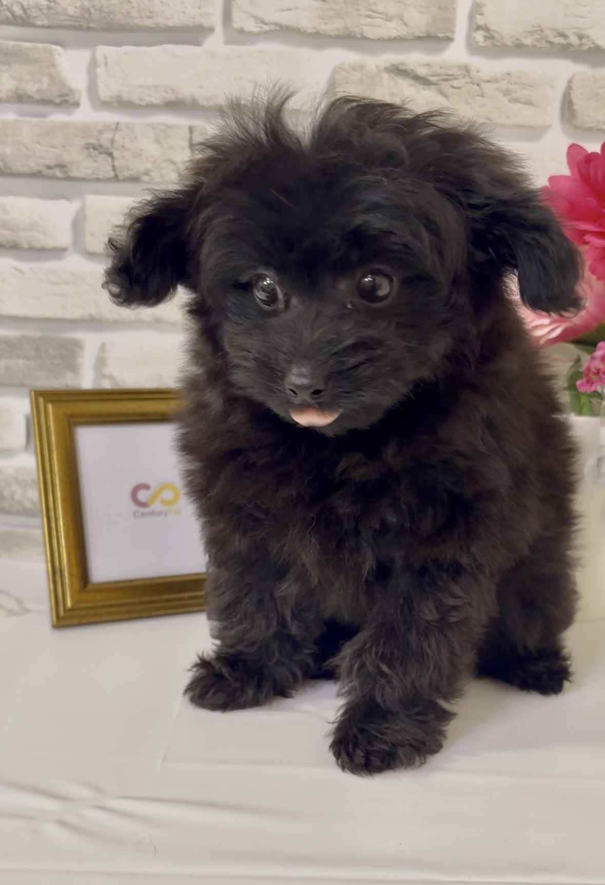 東京都のハーフ犬・ミックス犬 (センチュリーペットイオン葛西店/2026年2月24日生まれ/女の子/その他色)の子犬の2枚目の画像