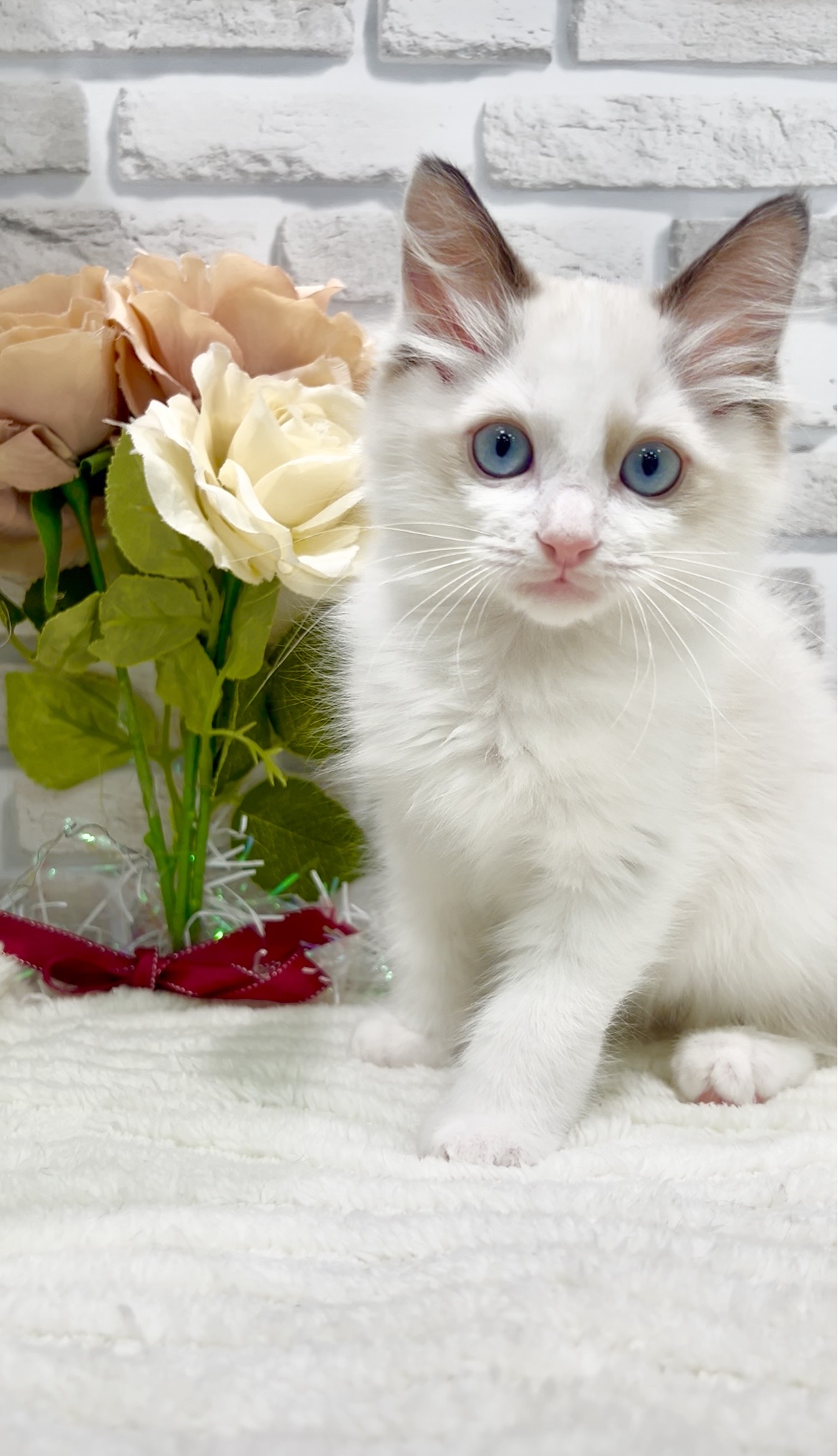 2026年2月24日生まれのラグドール