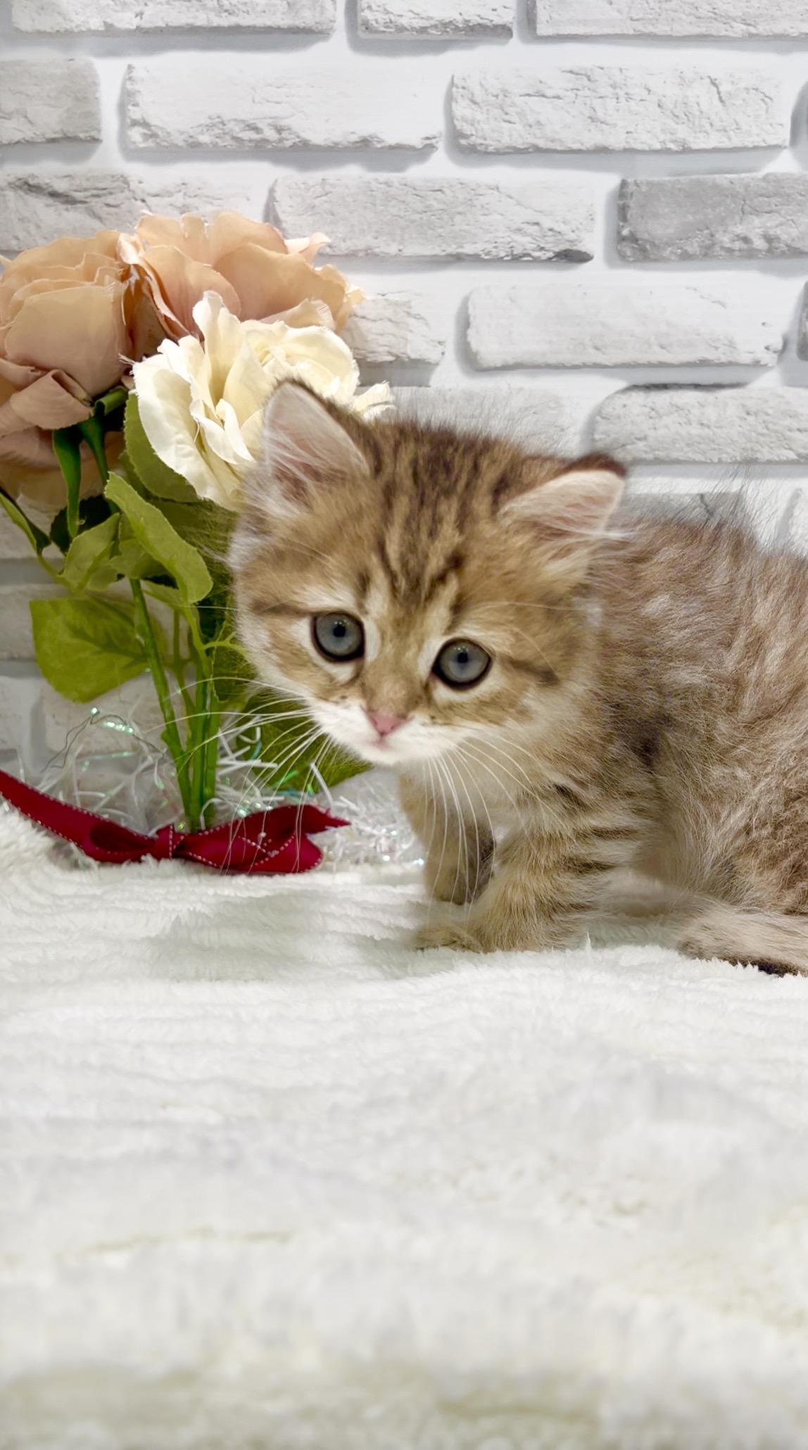 2026年2月22日生まれのミヌエット