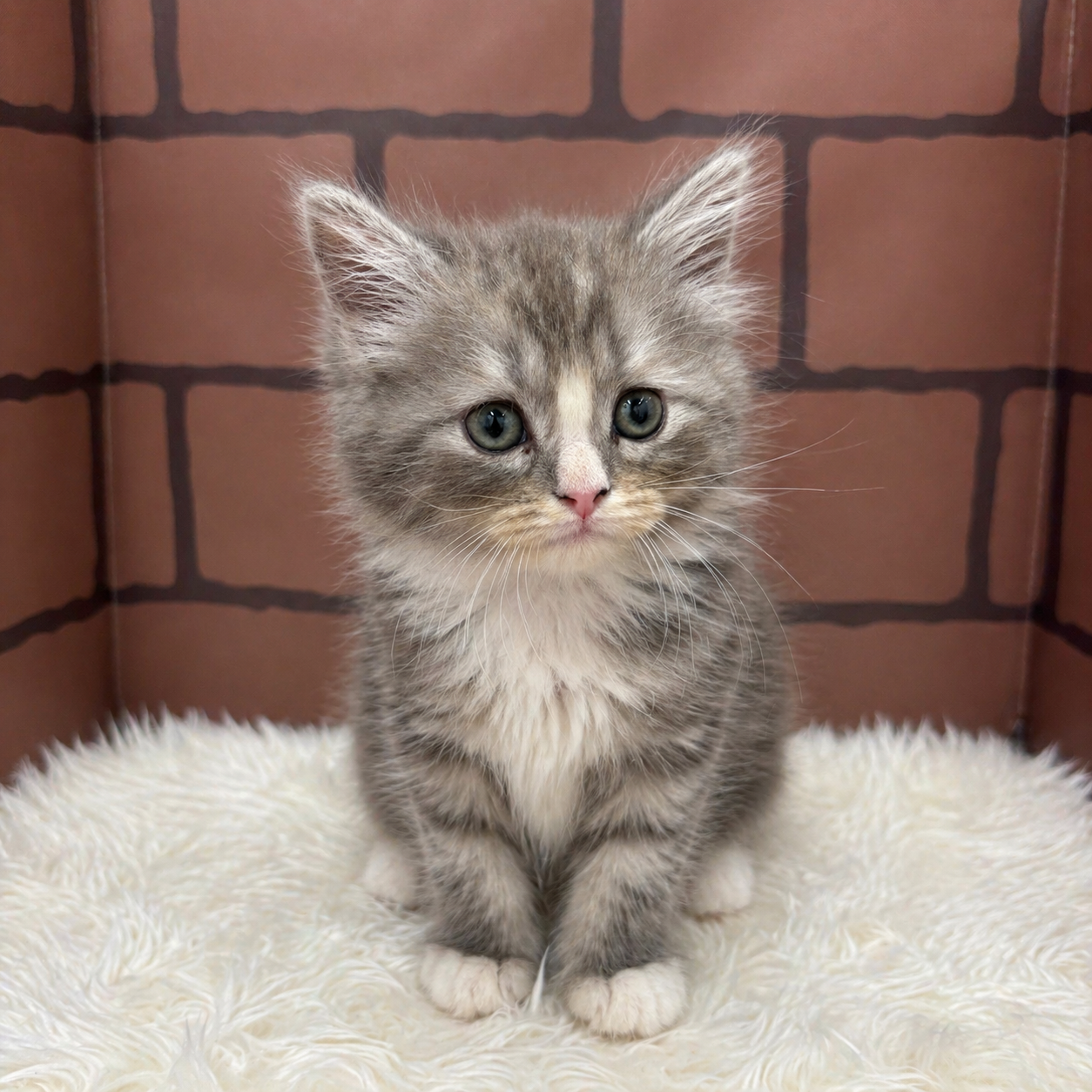 2026年2月28日生まれのミヌエット