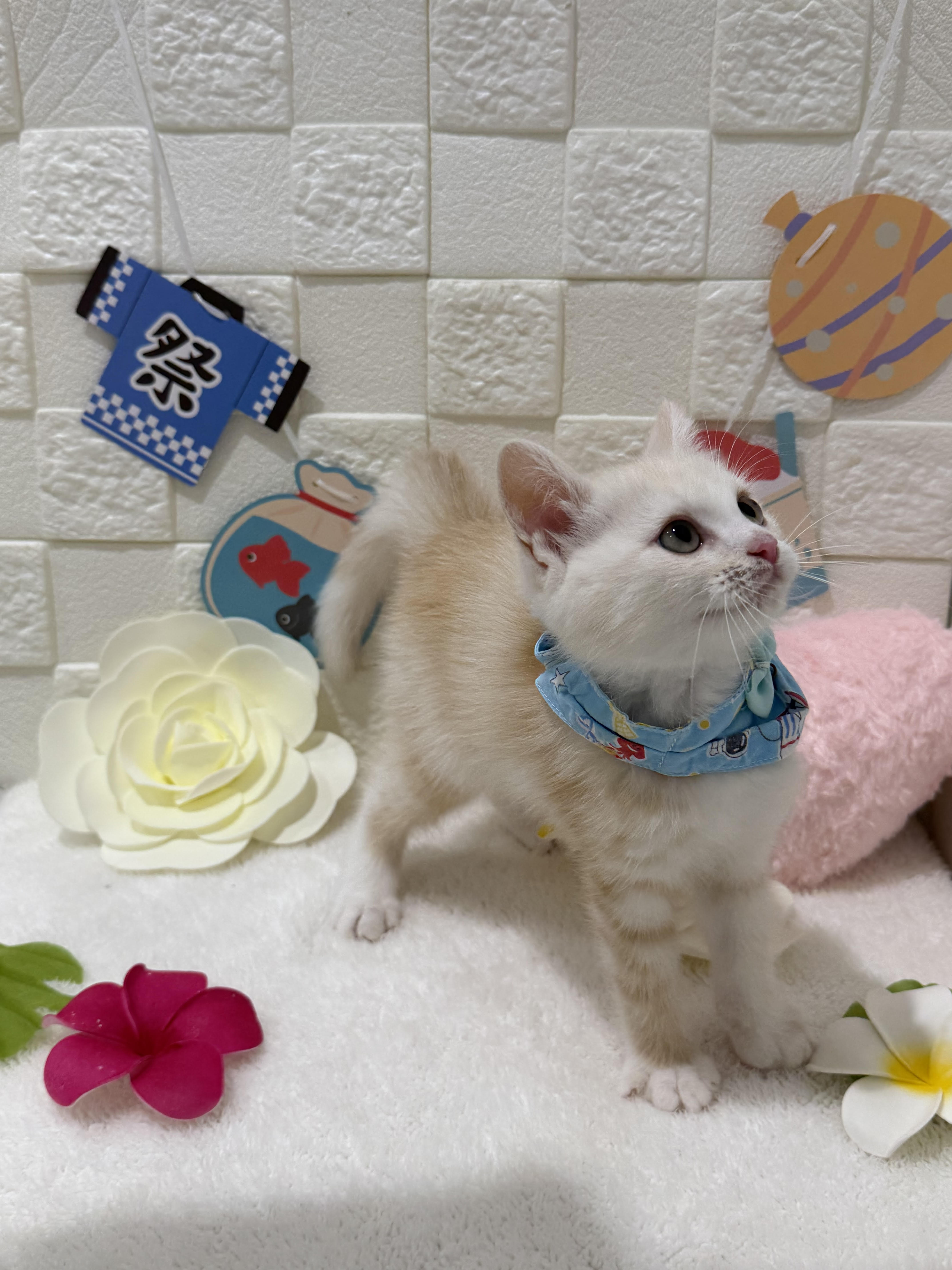 千葉県のミヌエット (センチュリーペット津田沼店/2026年2月28日生まれ/男の子/クリームタビーホワイト)の子猫の3枚目の画像