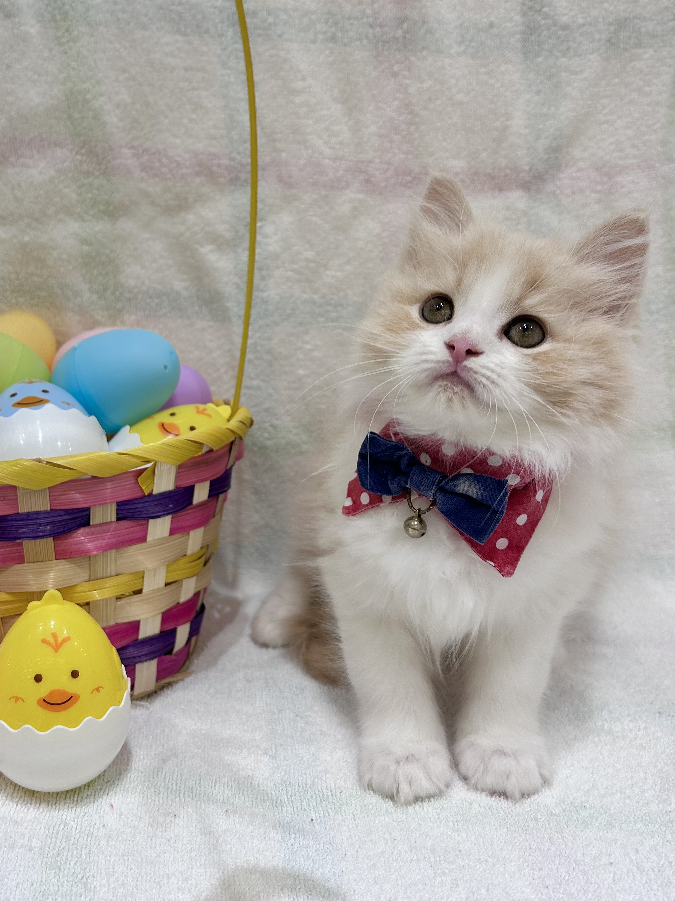 2026年2月28日生まれのサイベリアン