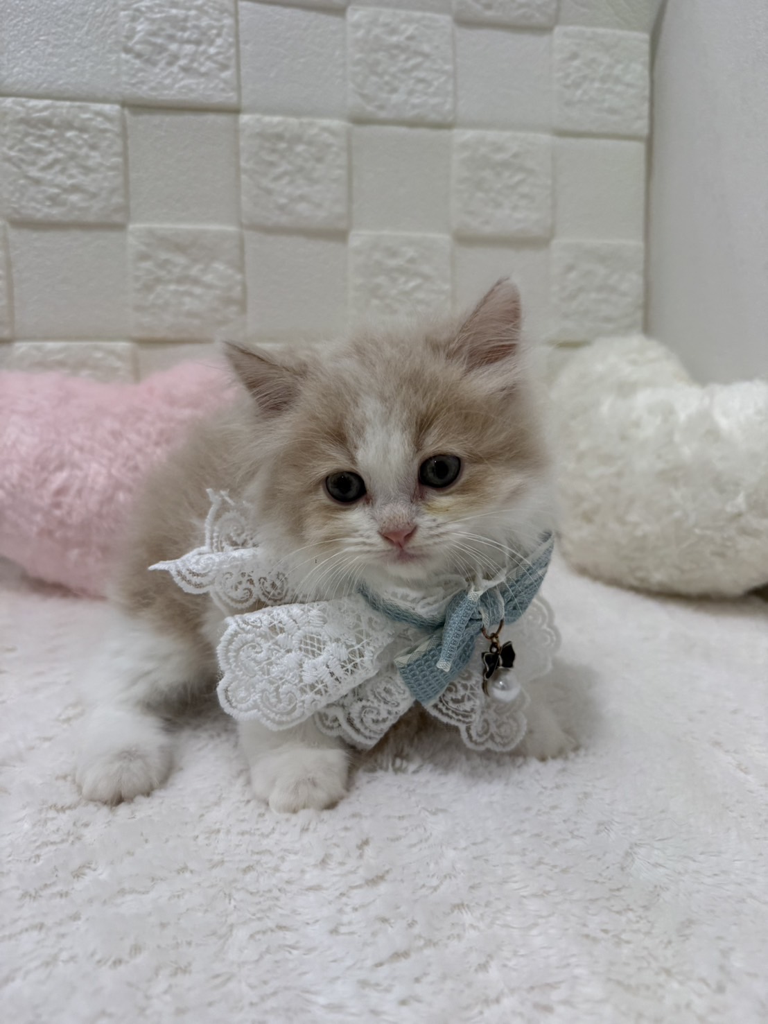 千葉県のサイベリアン (センチュリーペット津田沼店/2026年2月28日生まれ/男の子/クリームホワイト)の子猫の1枚目の画像