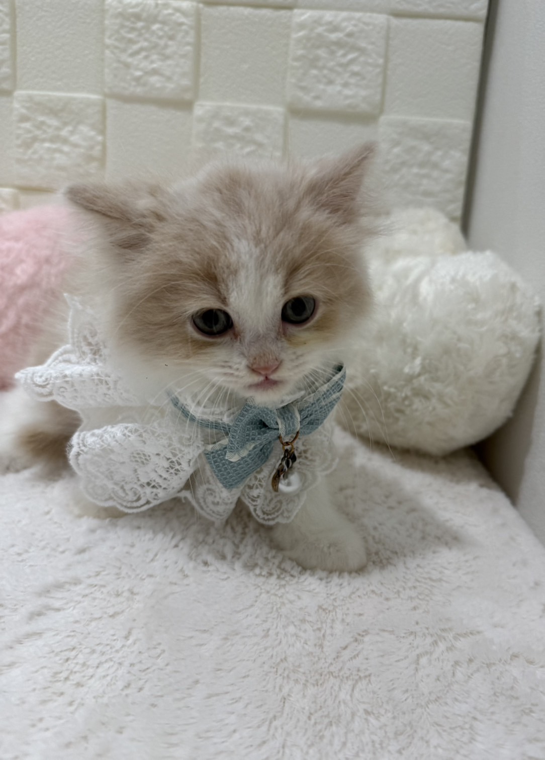 千葉県のサイベリアン (センチュリーペット津田沼店/2026年2月28日生まれ/男の子/クリームホワイト)の子猫の2枚目の画像