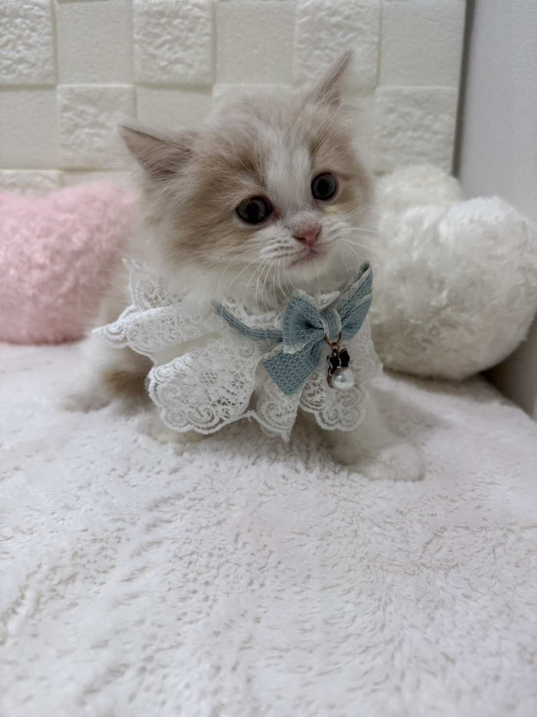 千葉県のサイベリアン (センチュリーペット津田沼店/2026年2月28日生まれ/男の子/クリームホワイト)の子猫の3枚目の画像