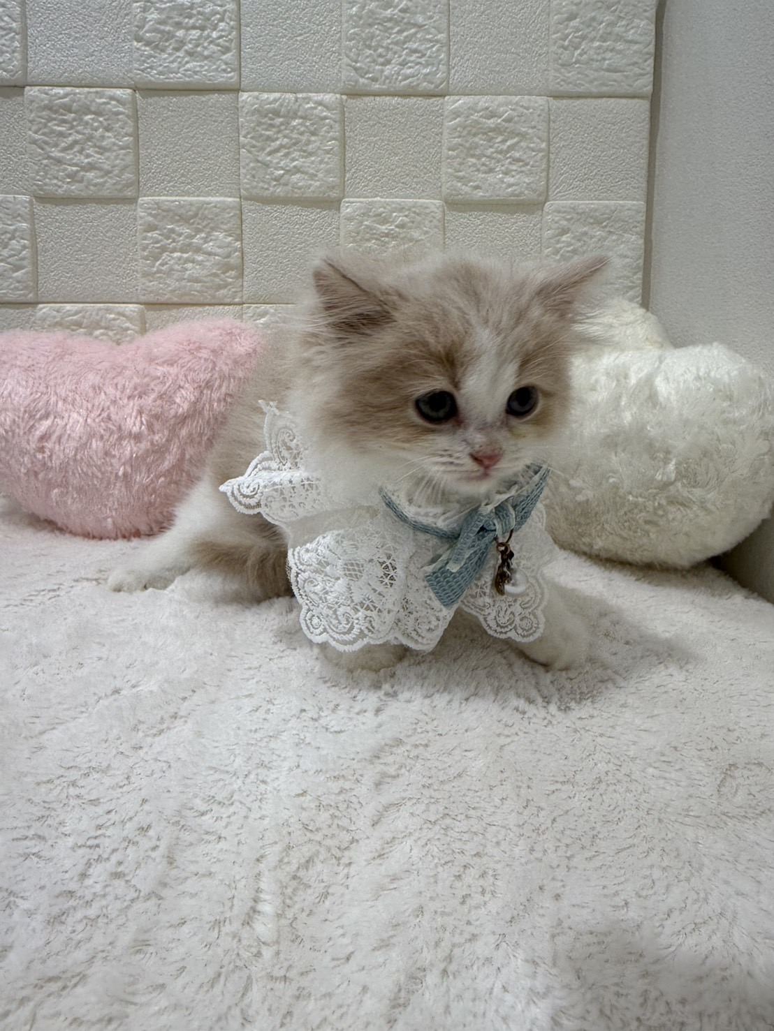 千葉県のサイベリアン (センチュリーペット津田沼店/2026年2月28日生まれ/男の子/クリームホワイト)の子猫の4枚目の画像