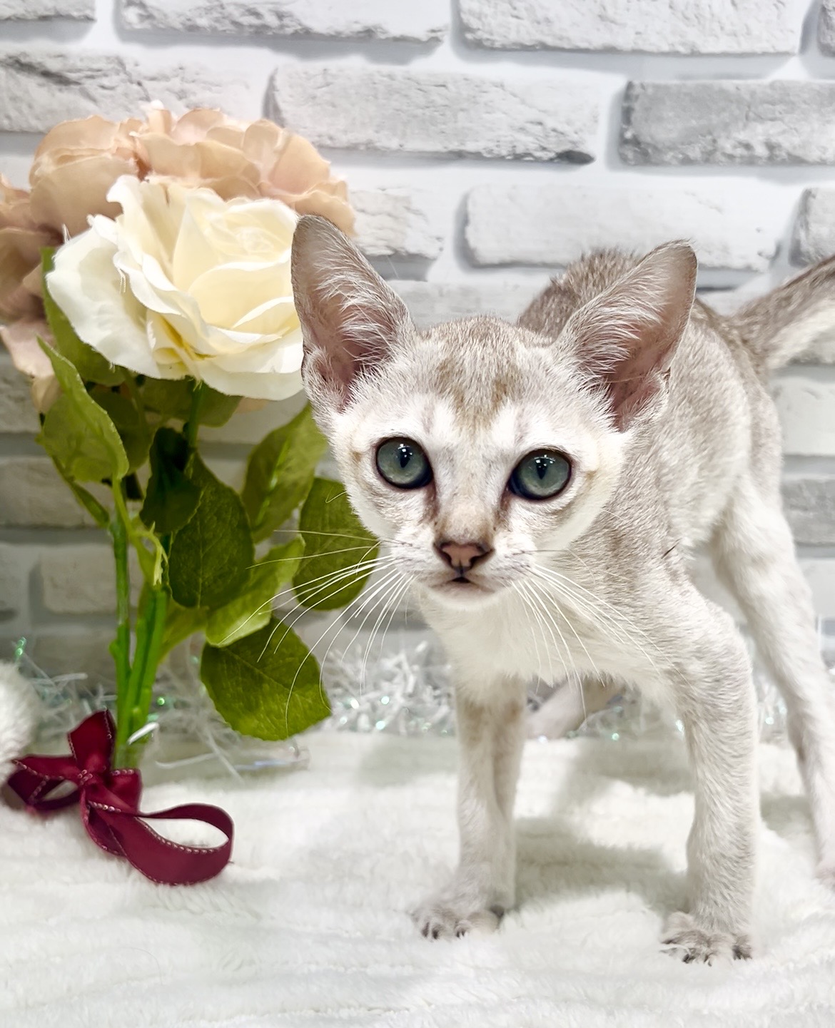 東京都のシンガプーラ (センチュリーペット瑞江店/2026年2月27日生まれ/男の子/セピアアグーティ)の子猫の1枚目の画像