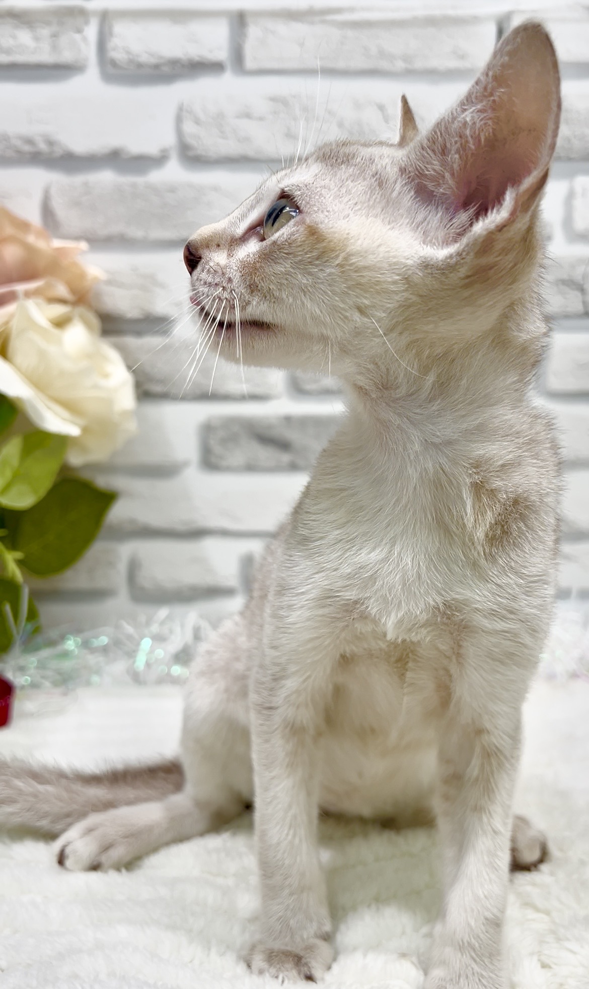 東京都のシンガプーラ (センチュリーペット瑞江店/2026年2月27日生まれ/男の子/セピアアグーティ)の子猫の2枚目の画像