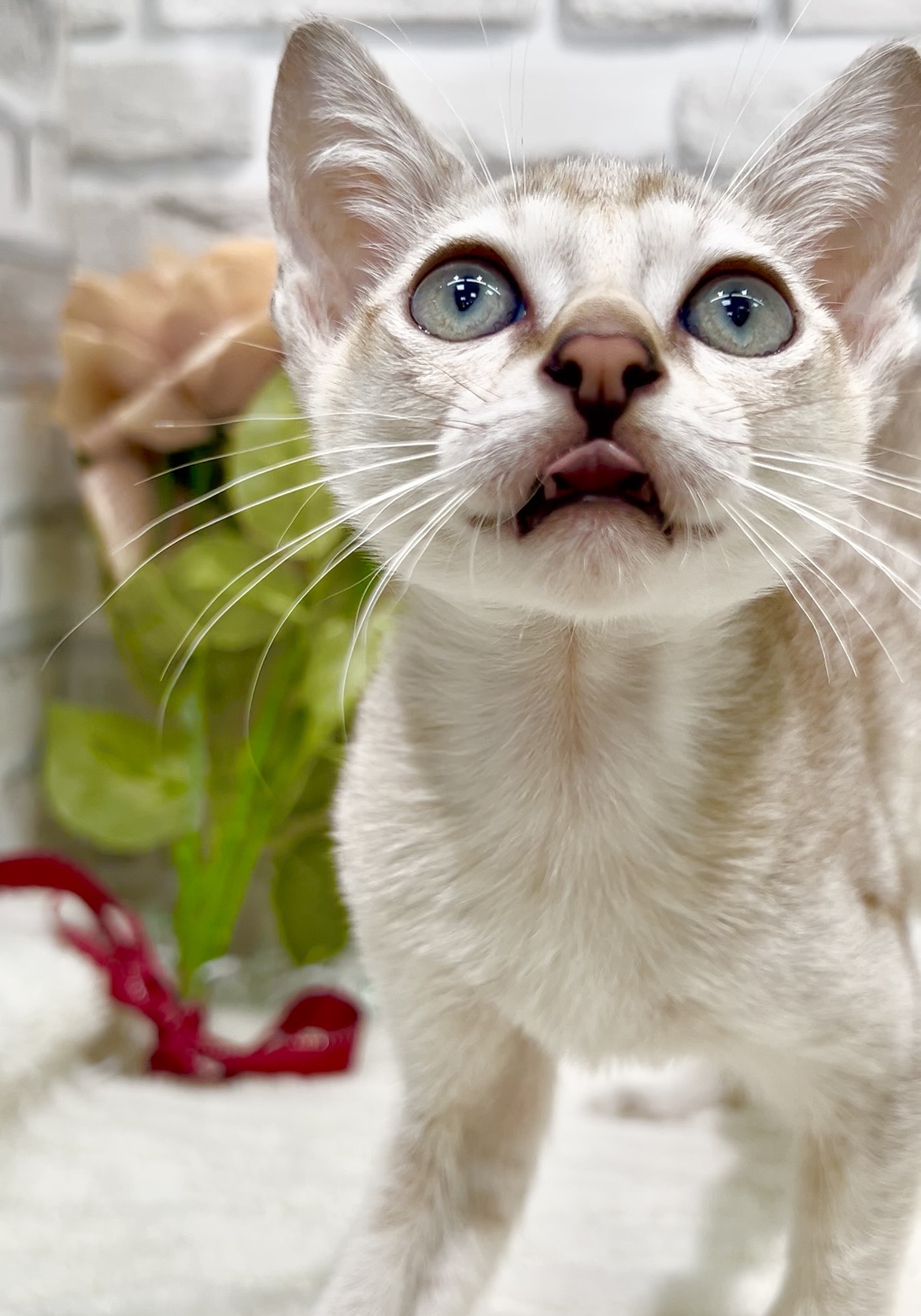 東京都のシンガプーラ (センチュリーペット瑞江店/2026年2月27日生まれ/男の子/セピアアグーティ)の子猫の3枚目の画像