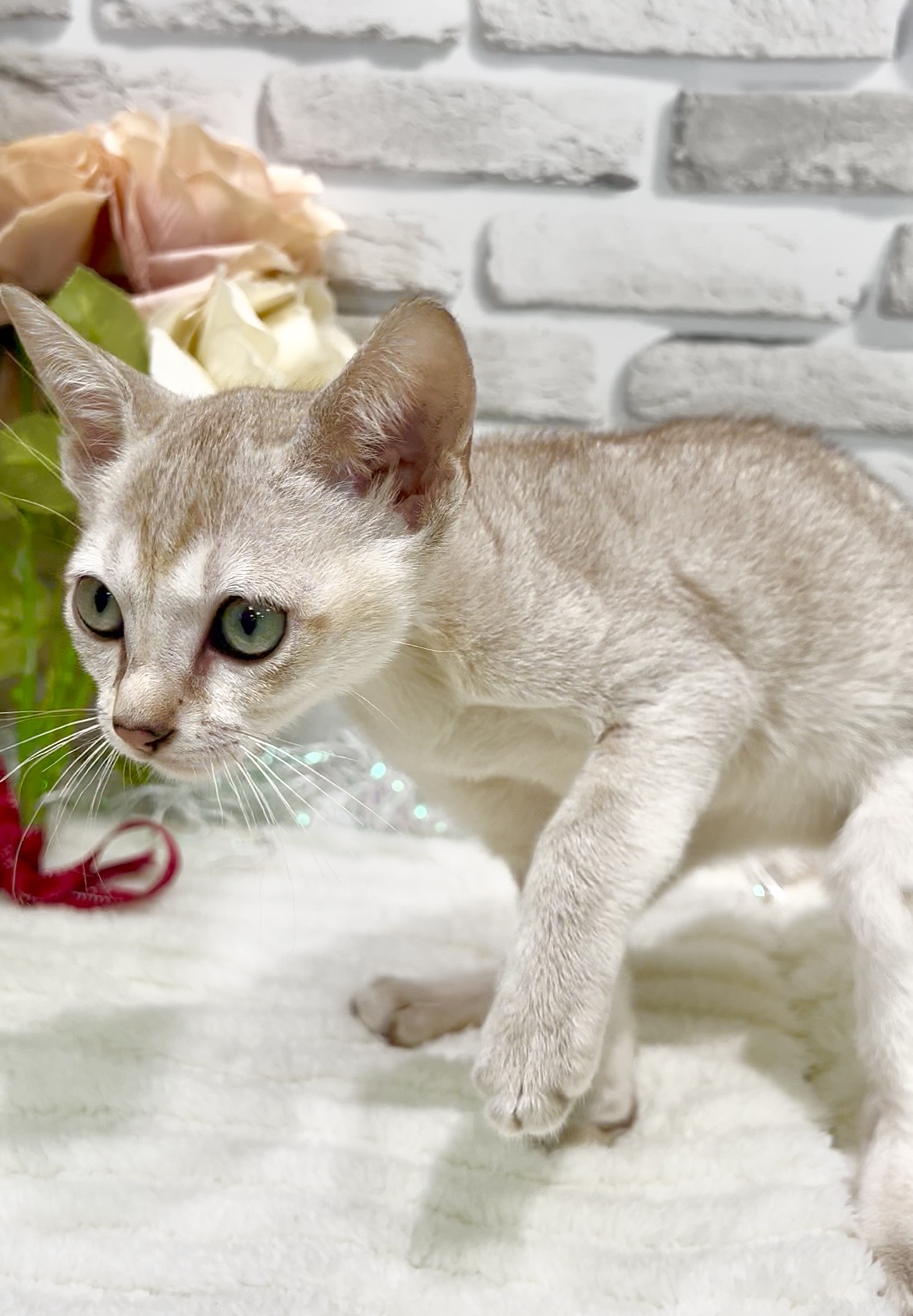 東京都のシンガプーラ (センチュリーペット瑞江店/2026年2月27日生まれ/男の子/セピアアグーティ)の子猫の4枚目の画像