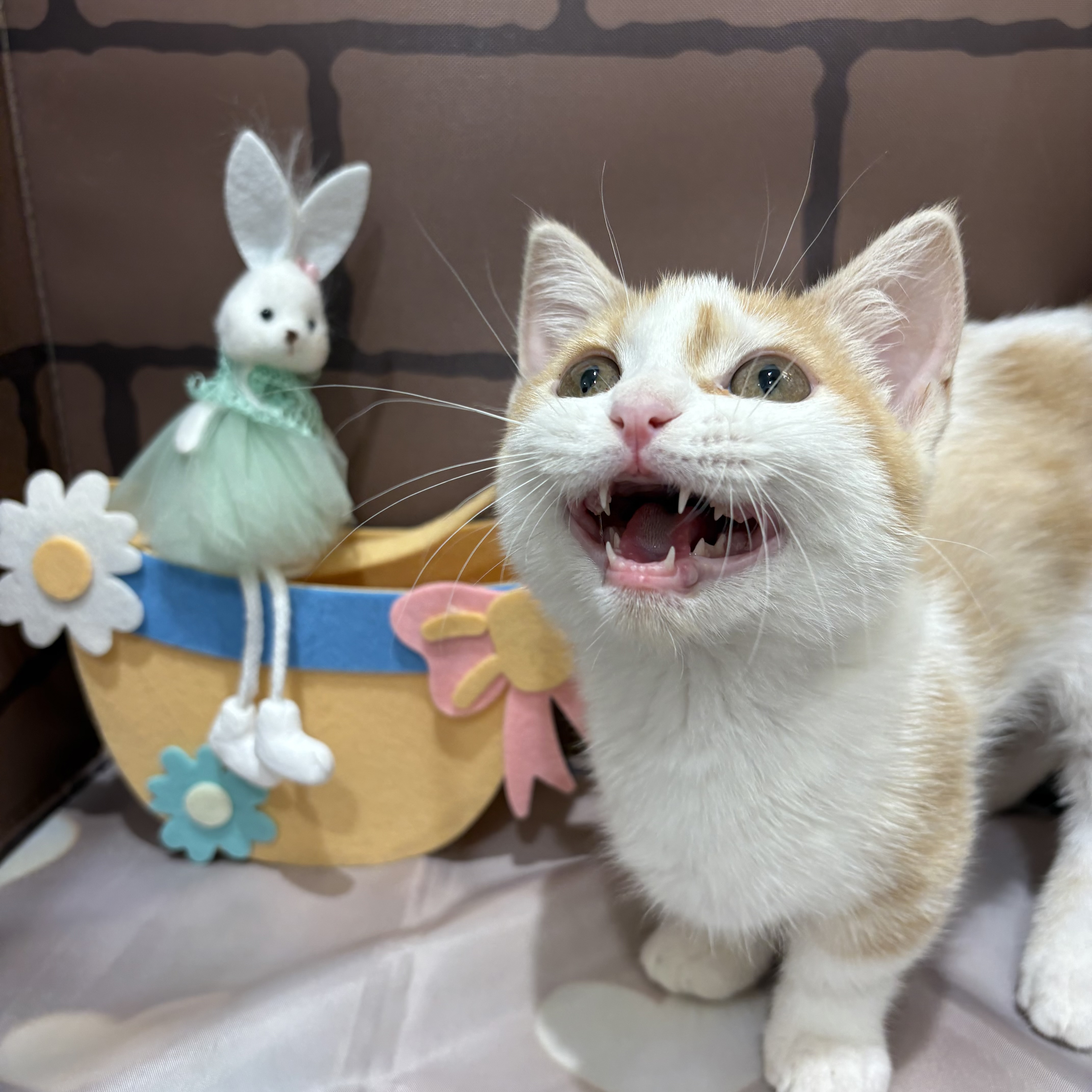 2026年1月14日生まれのマンチカン