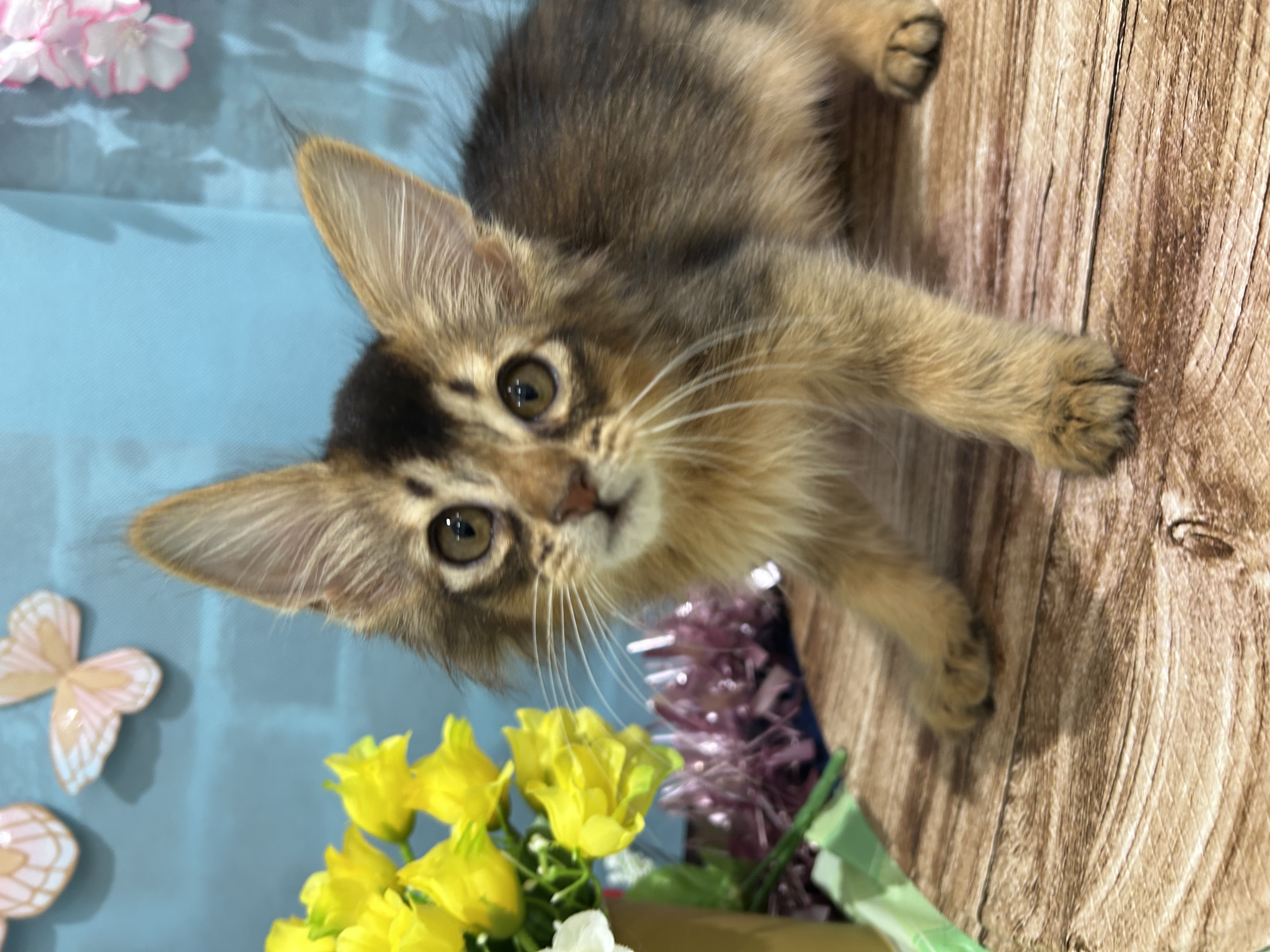 千葉県のソマリ (センチュリーペット新浦安店/2026年2月28日生まれ/男の子/ルディ)の子猫の1枚目の画像