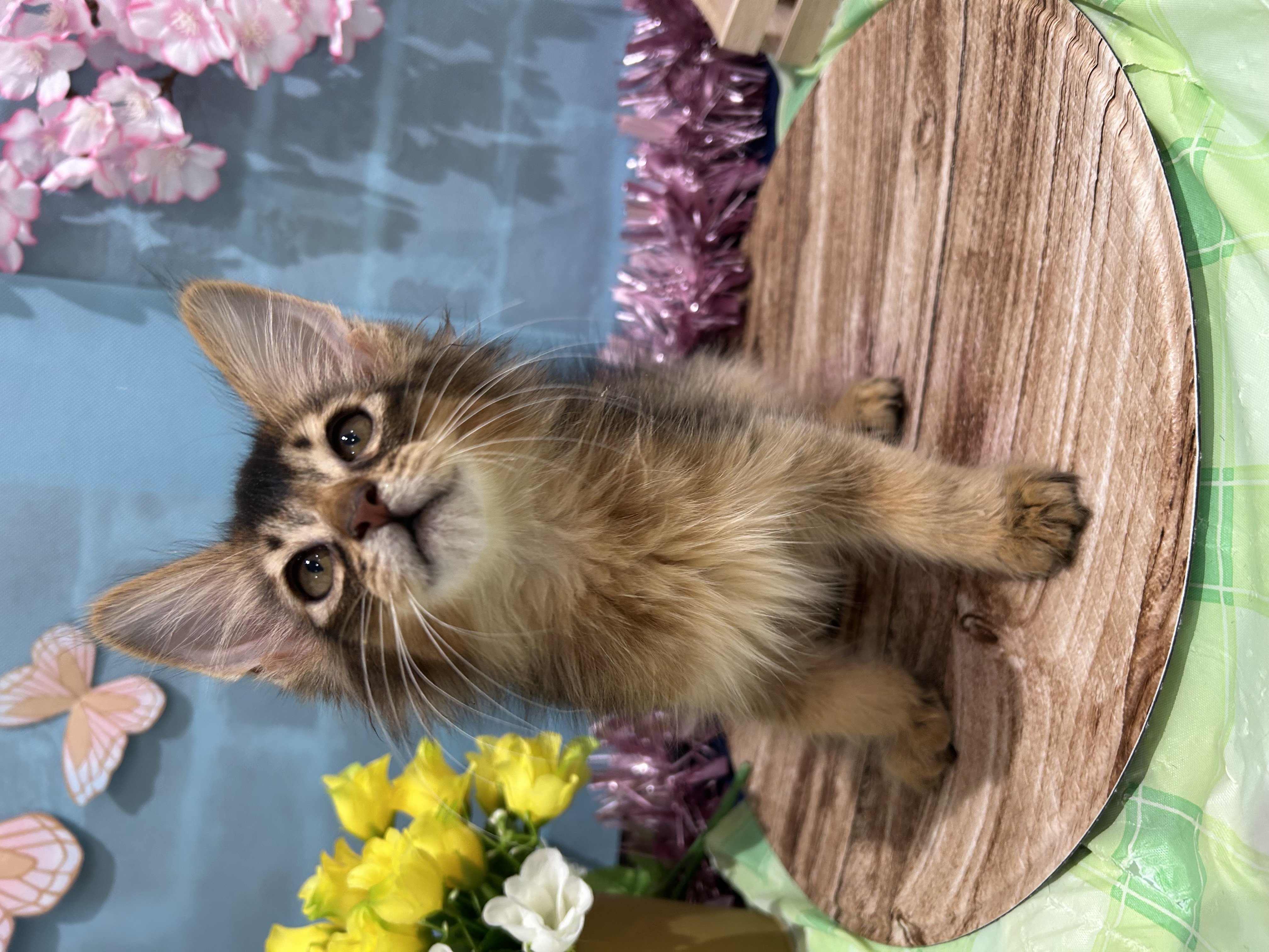 千葉県のソマリ (センチュリーペット新浦安店/2026年2月28日生まれ/男の子/ルディ)の子猫の2枚目の画像