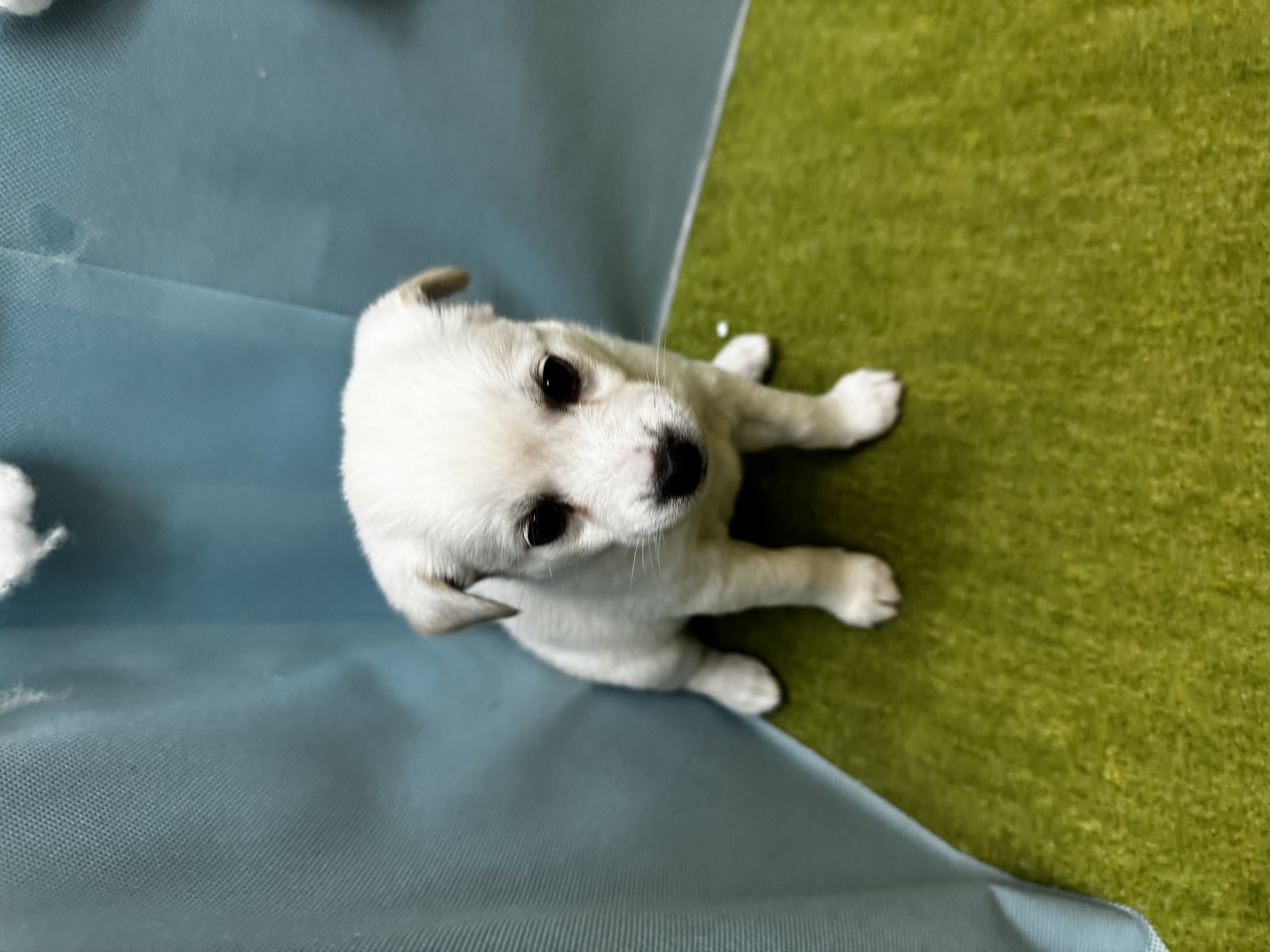 滋賀県のハーフ (センチュリーペットフォレオ大津一里山店/2026年2月28日生まれ/女の子/その他色)の子犬の1枚目の画像