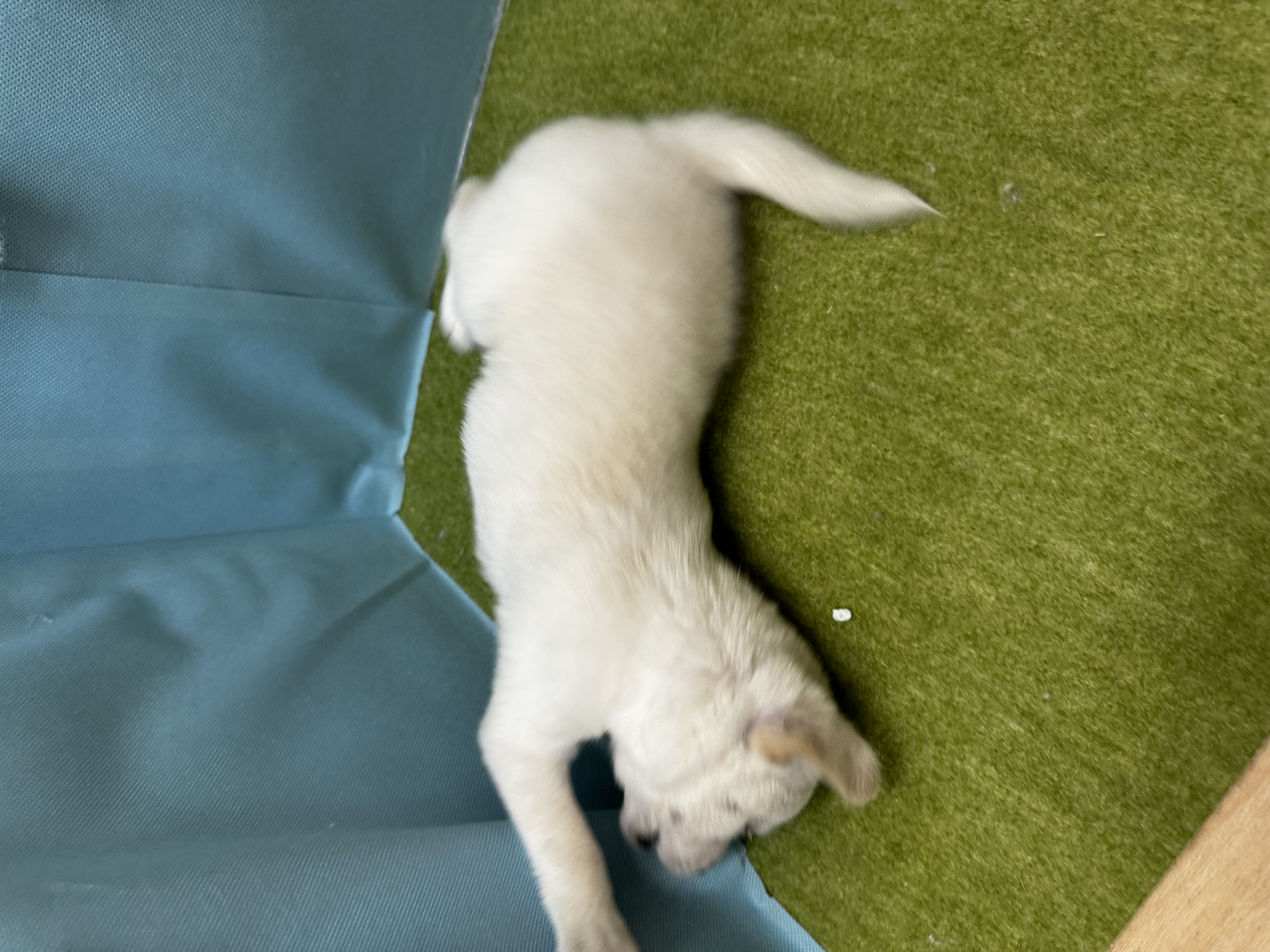 滋賀県のハーフ (センチュリーペットフォレオ大津一里山店/2026年2月28日生まれ/女の子/その他色)の子犬の2枚目の画像