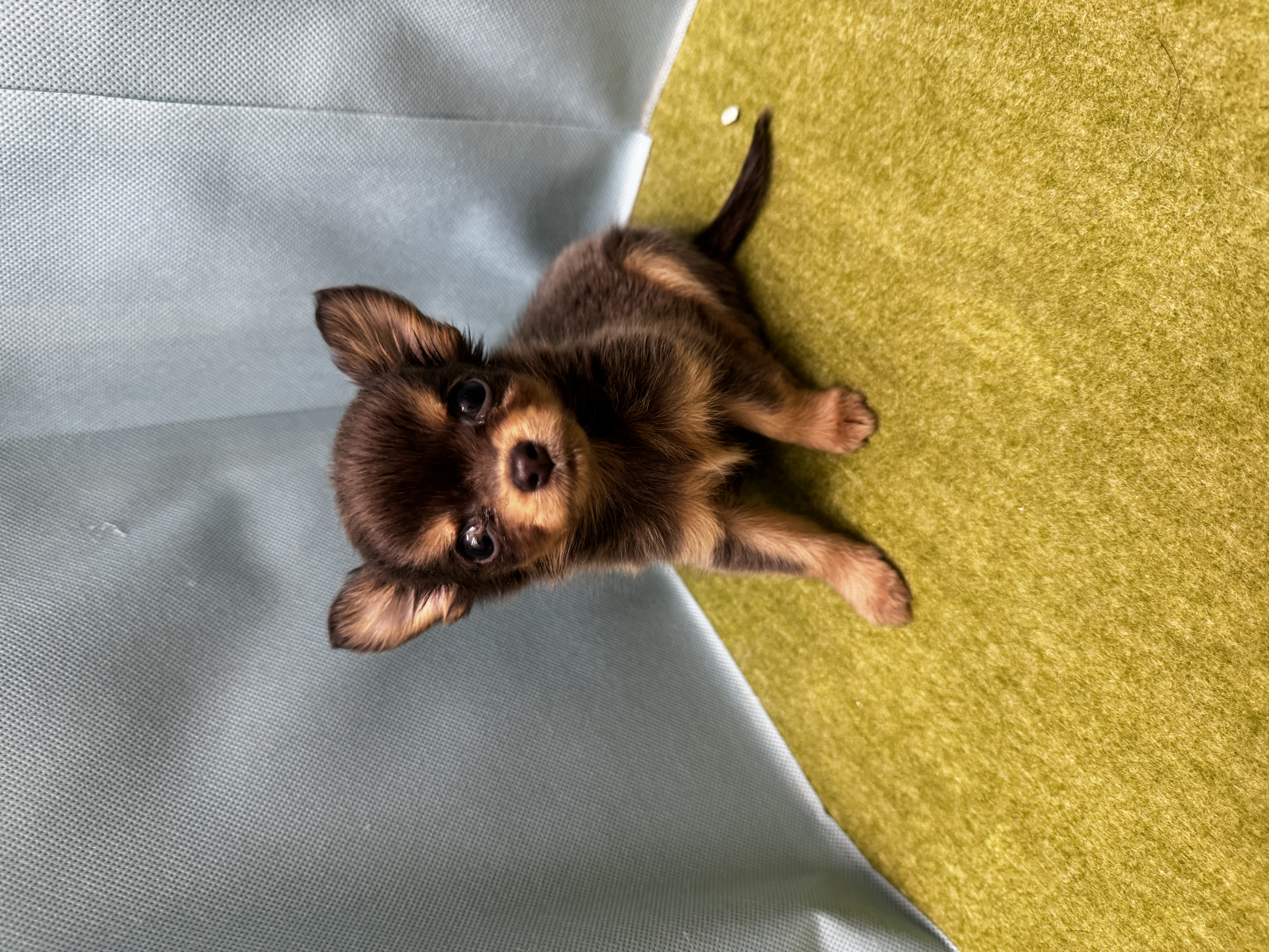 滋賀県のチワックス(チワワ×ダックス) (センチュリーペットフォレオ大津一里山店/2026年2月27日生まれ/女の子/その他色)の子犬の1枚目の画像