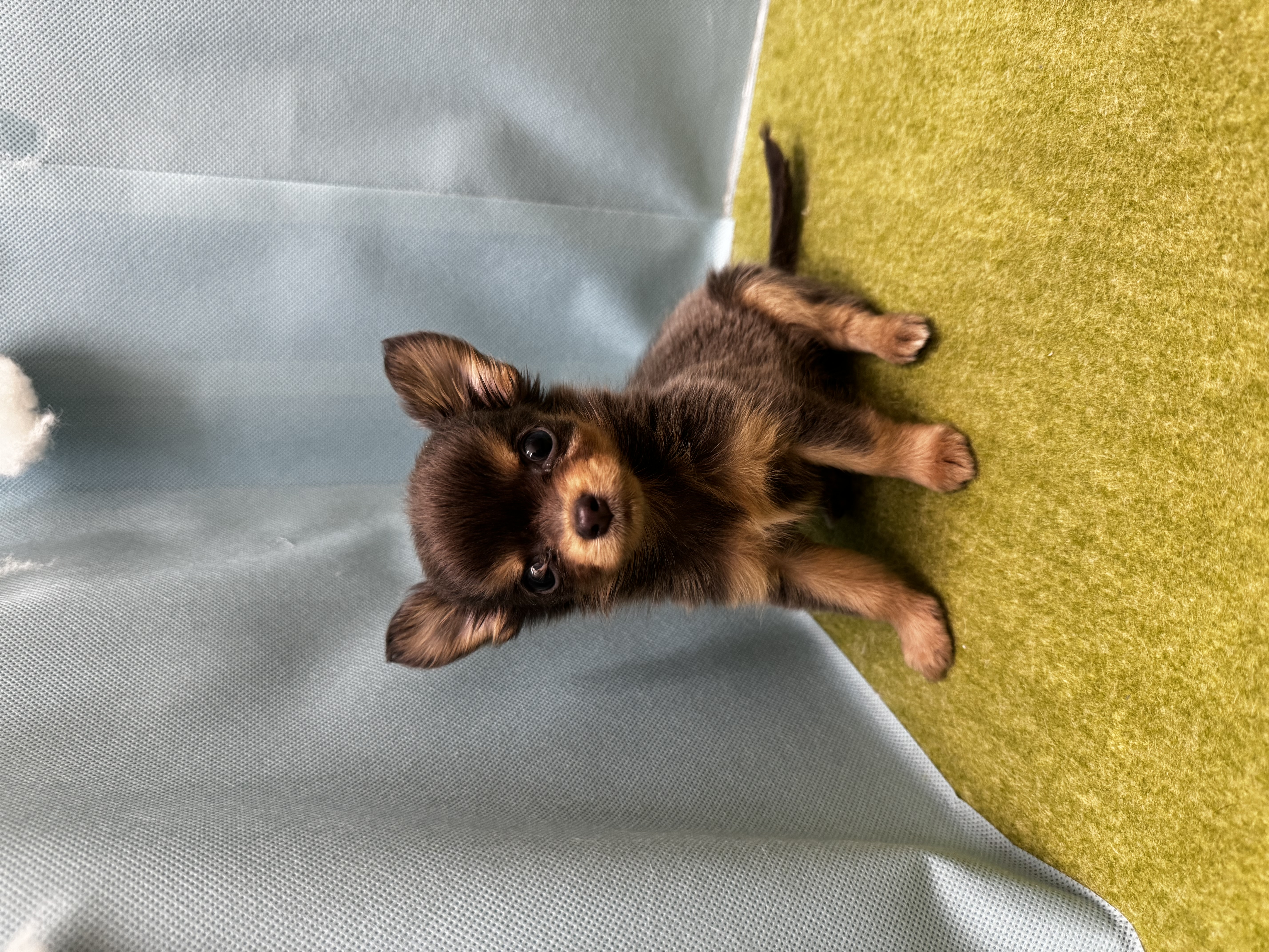 滋賀県のチワックス(チワワ×ダックス) (センチュリーペットフォレオ大津一里山店/2026年2月27日生まれ/女の子/その他色)の子犬の2枚目の画像