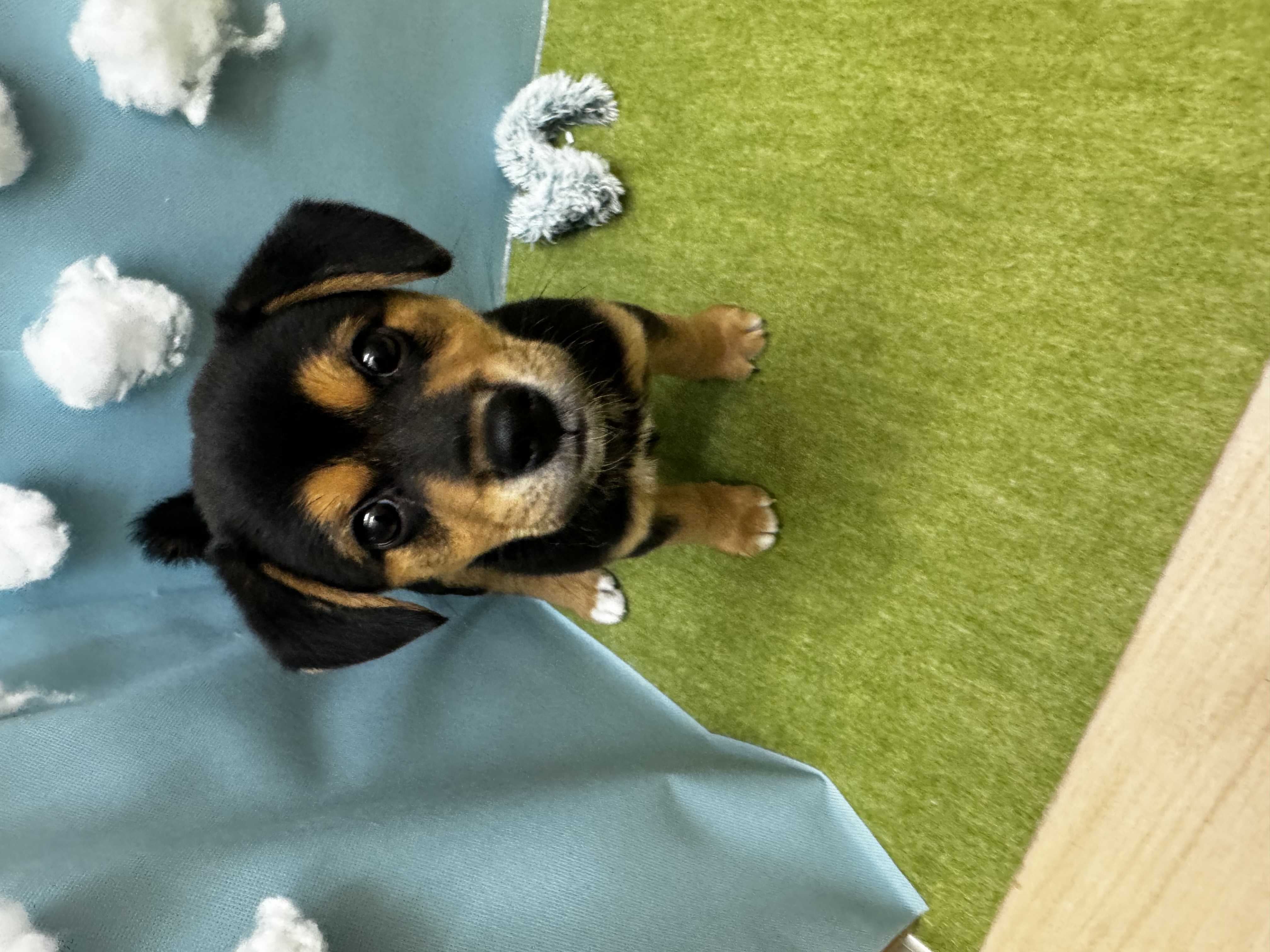 滋賀県のハーフ (センチュリーペットフォレオ大津一里山店/2026年2月22日生まれ/男の子/その他色)の子犬の1枚目の画像