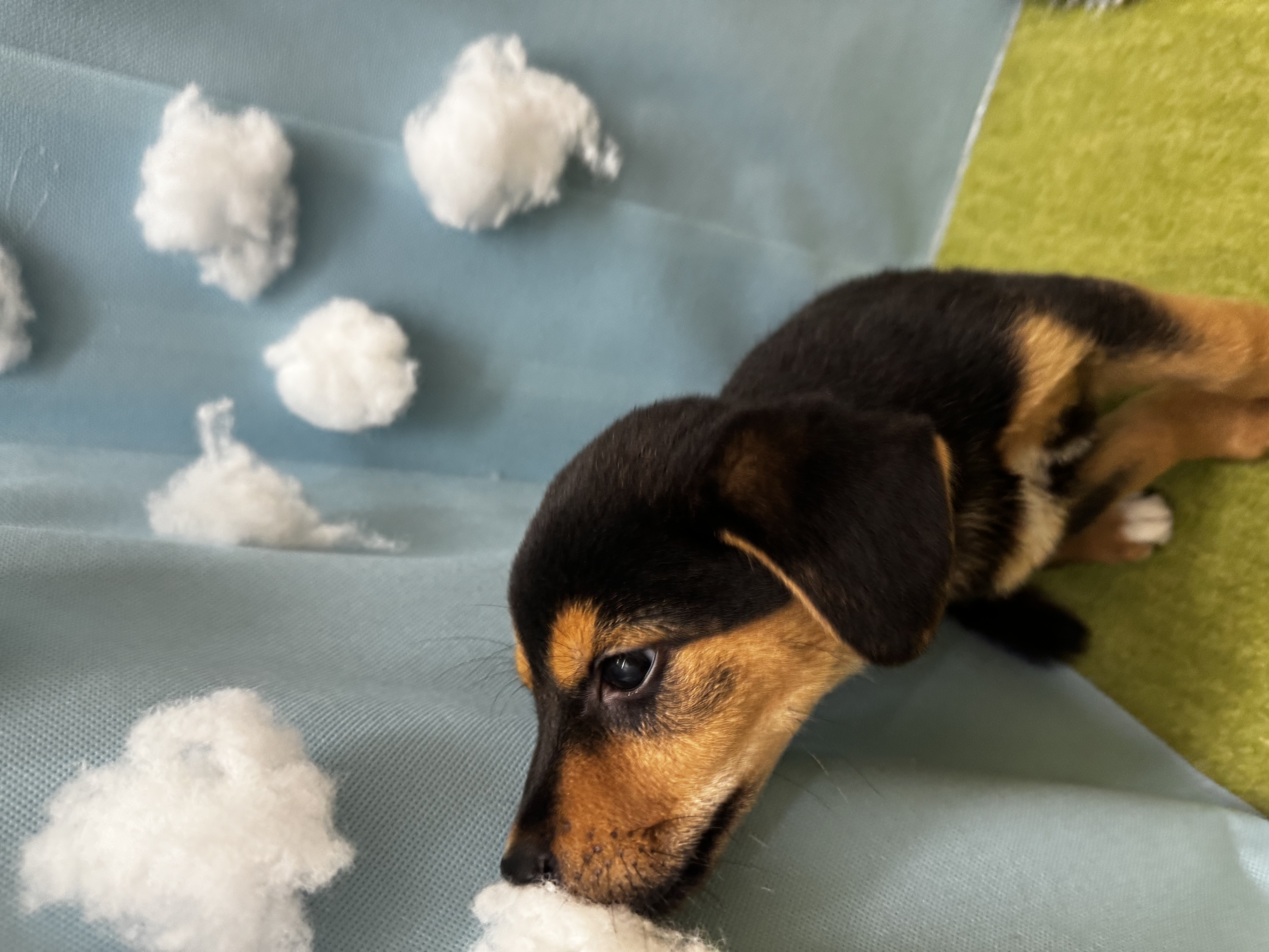 滋賀県のハーフ (センチュリーペットフォレオ大津一里山店/2026年2月22日生まれ/男の子/その他色)の子犬の2枚目の画像