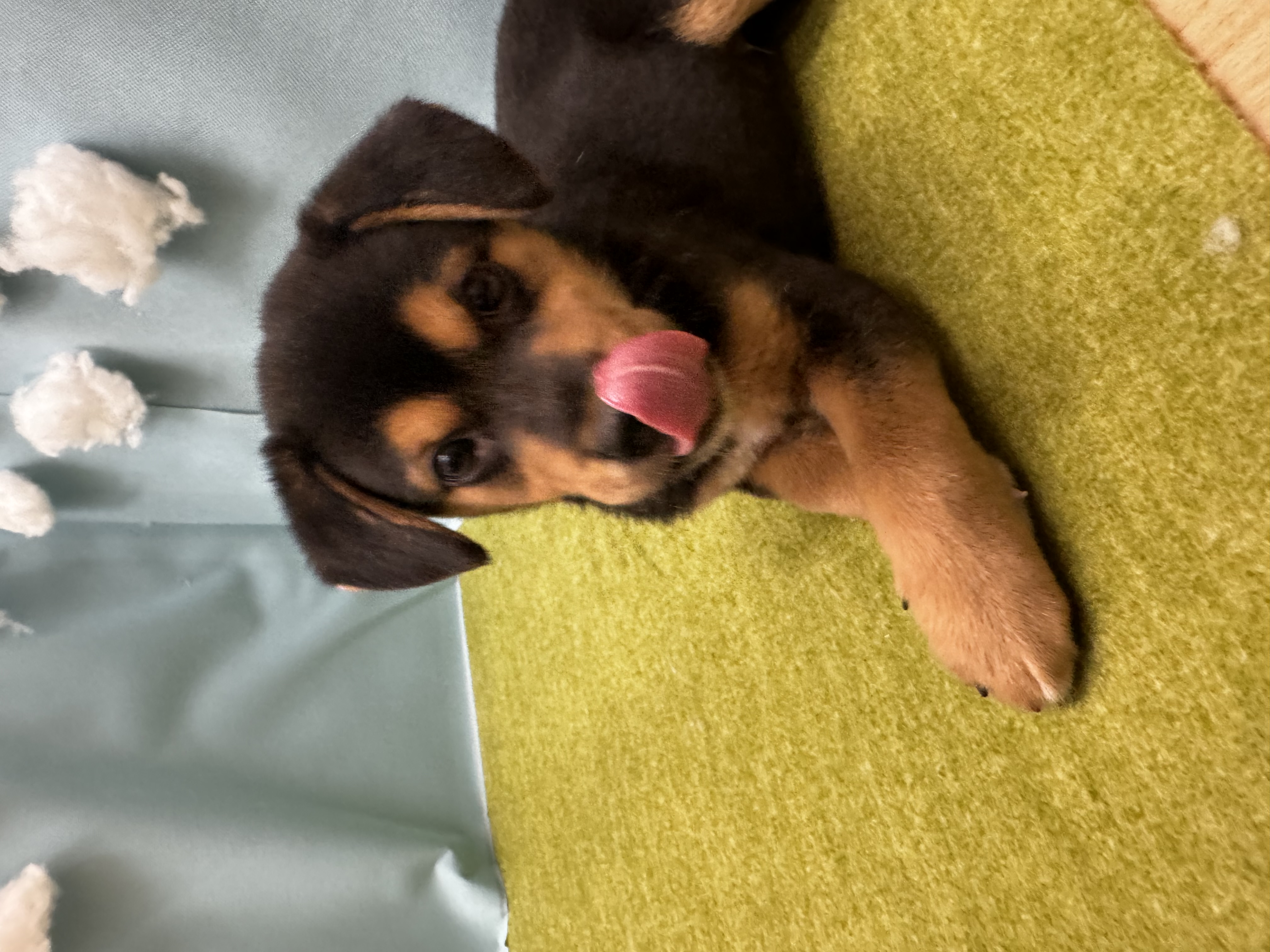 滋賀県のハーフ (センチュリーペットフォレオ大津一里山店/2026年2月22日生まれ/男の子/その他色)の子犬の3枚目の画像