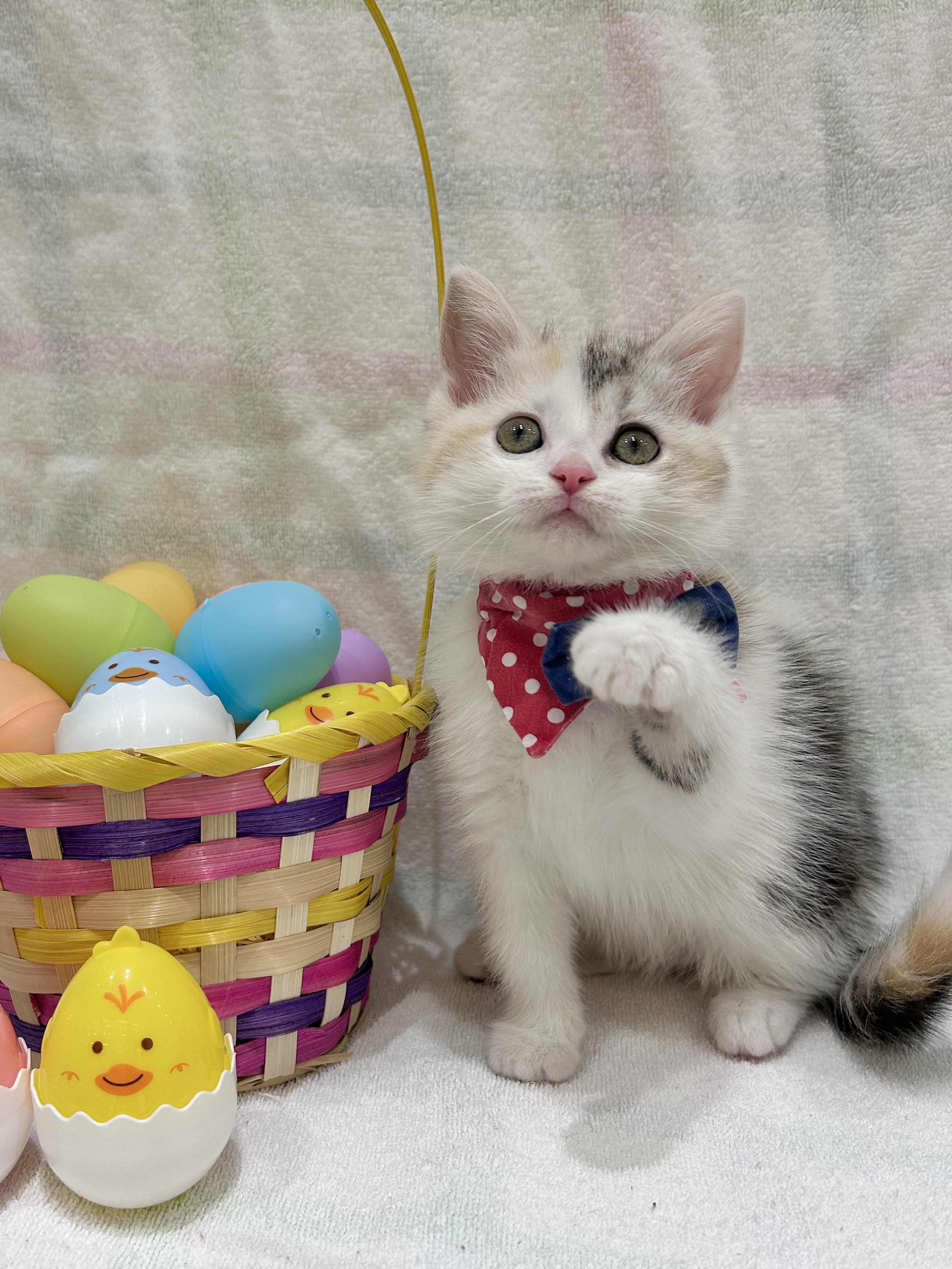 2026年2月27日生まれのマンチカン