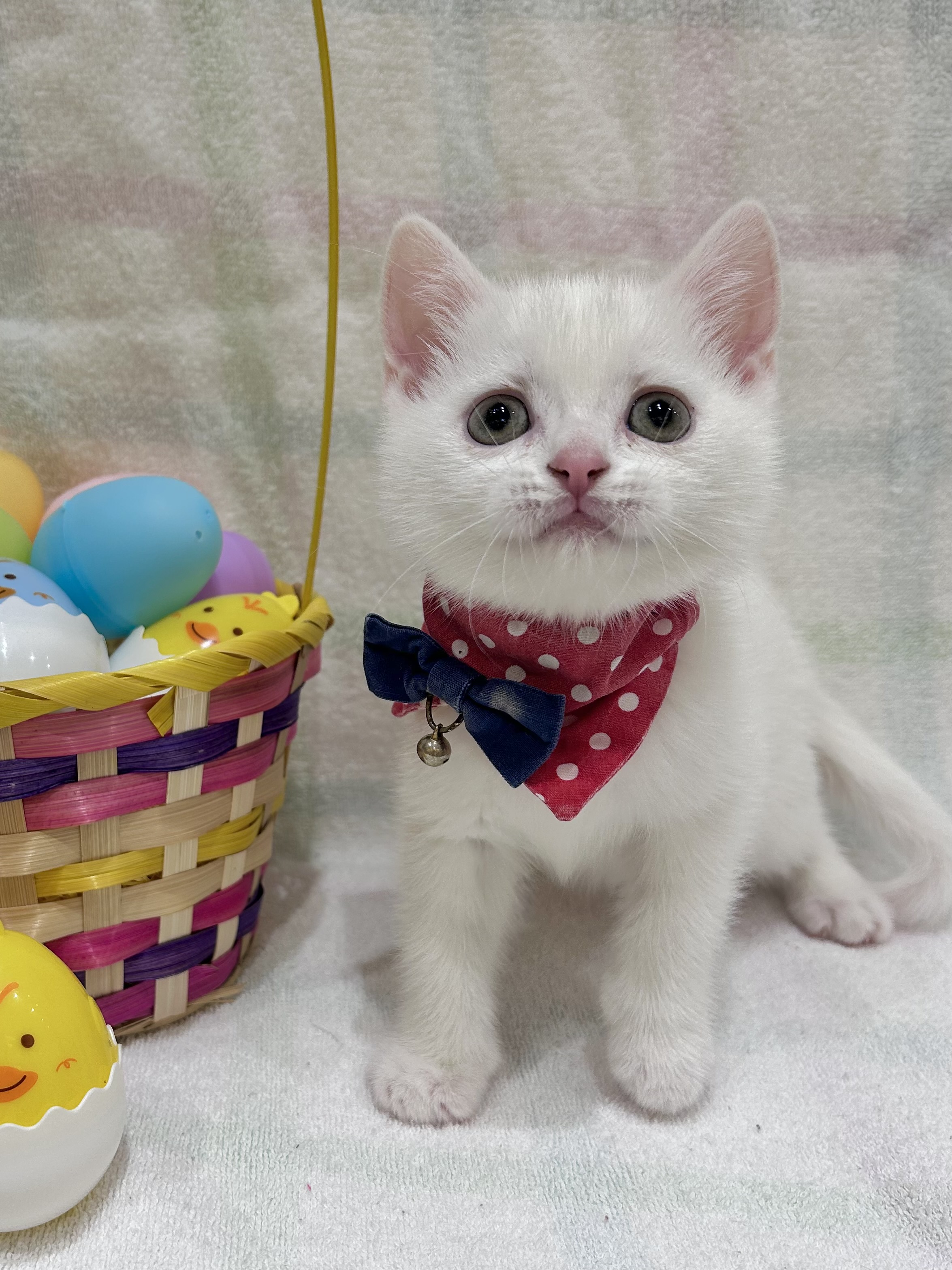 2026年2月27日生まれのスコティッシュフォールド