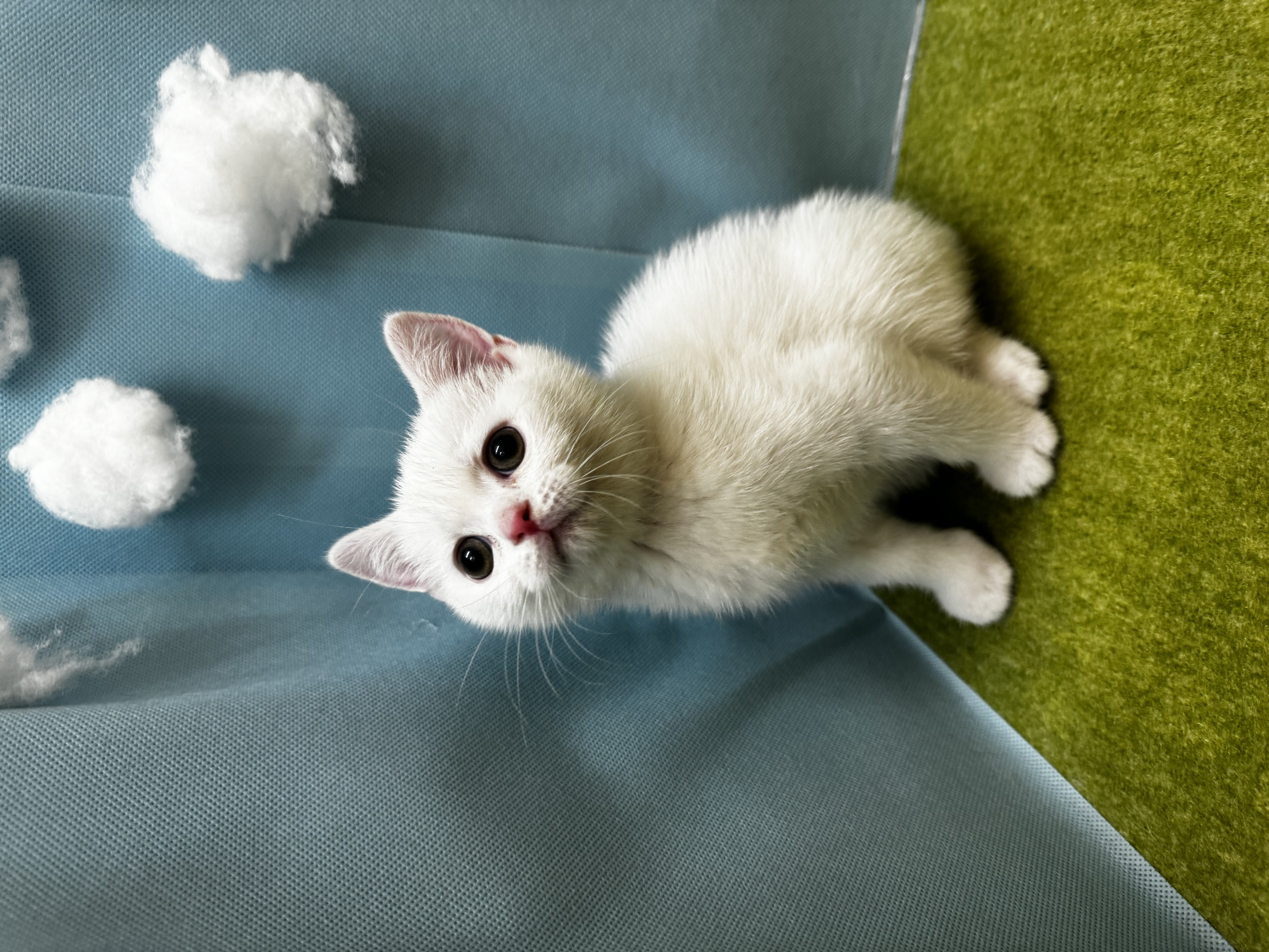 滋賀県のスコティッシュフォールド (センチュリーペットフォレオ大津一里山店/2026年2月27日生まれ/男の子/ホワイト)の子猫の1枚目の画像