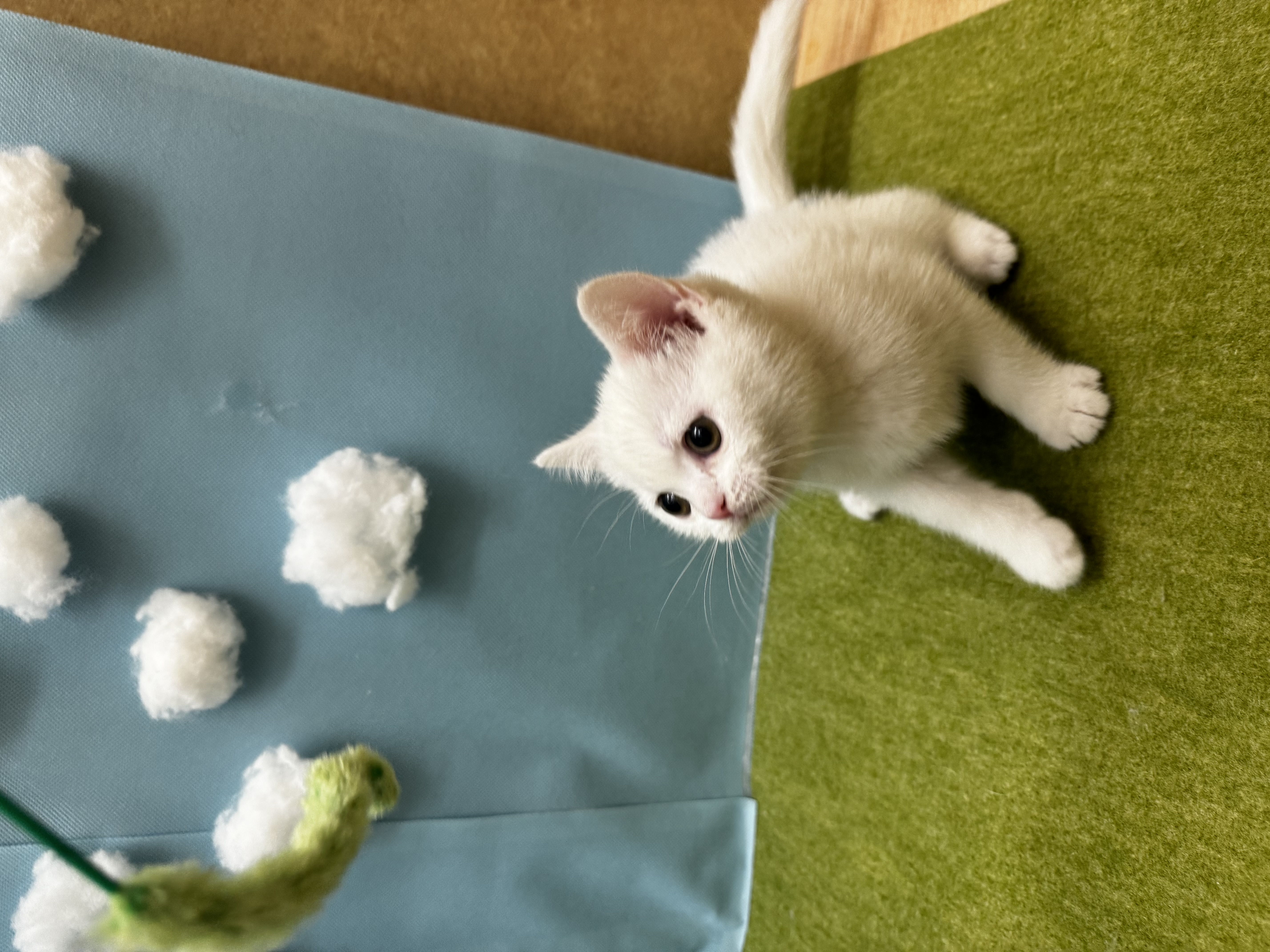 滋賀県のスコティッシュフォールド (センチュリーペットフォレオ大津一里山店/2026年2月27日生まれ/男の子/ホワイト)の子猫の2枚目の画像