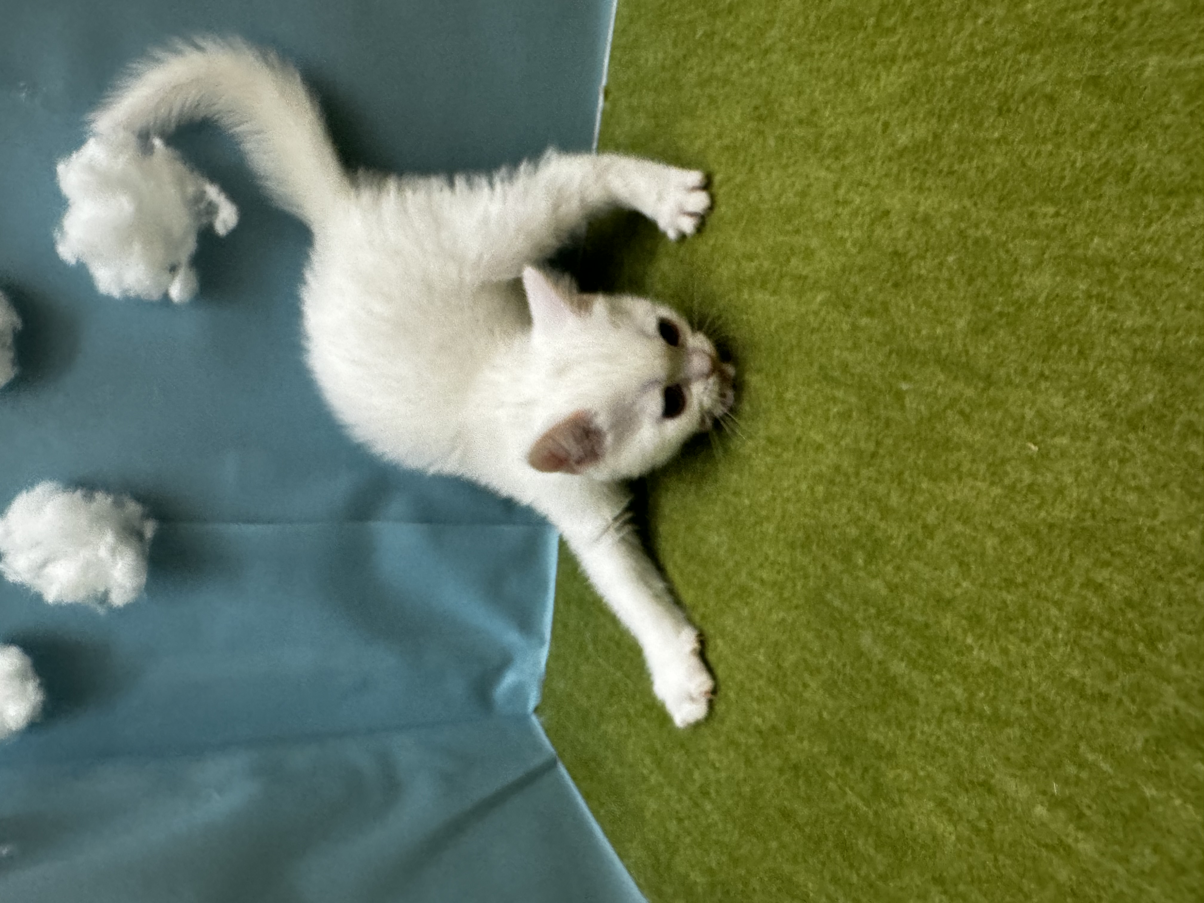 滋賀県のスコティッシュフォールド (センチュリーペットフォレオ大津一里山店/2026年2月27日生まれ/男の子/ホワイト)の子猫の3枚目の画像