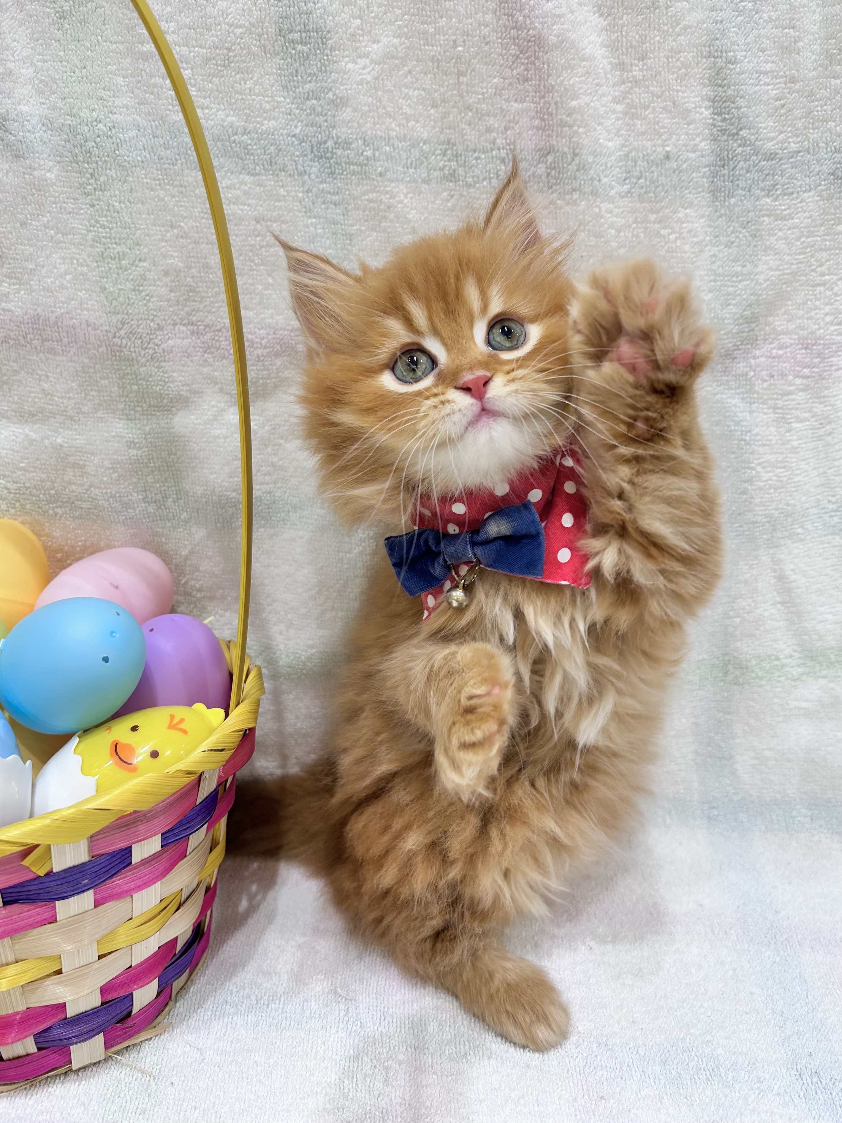 2026年2月28日生まれのマンチカン