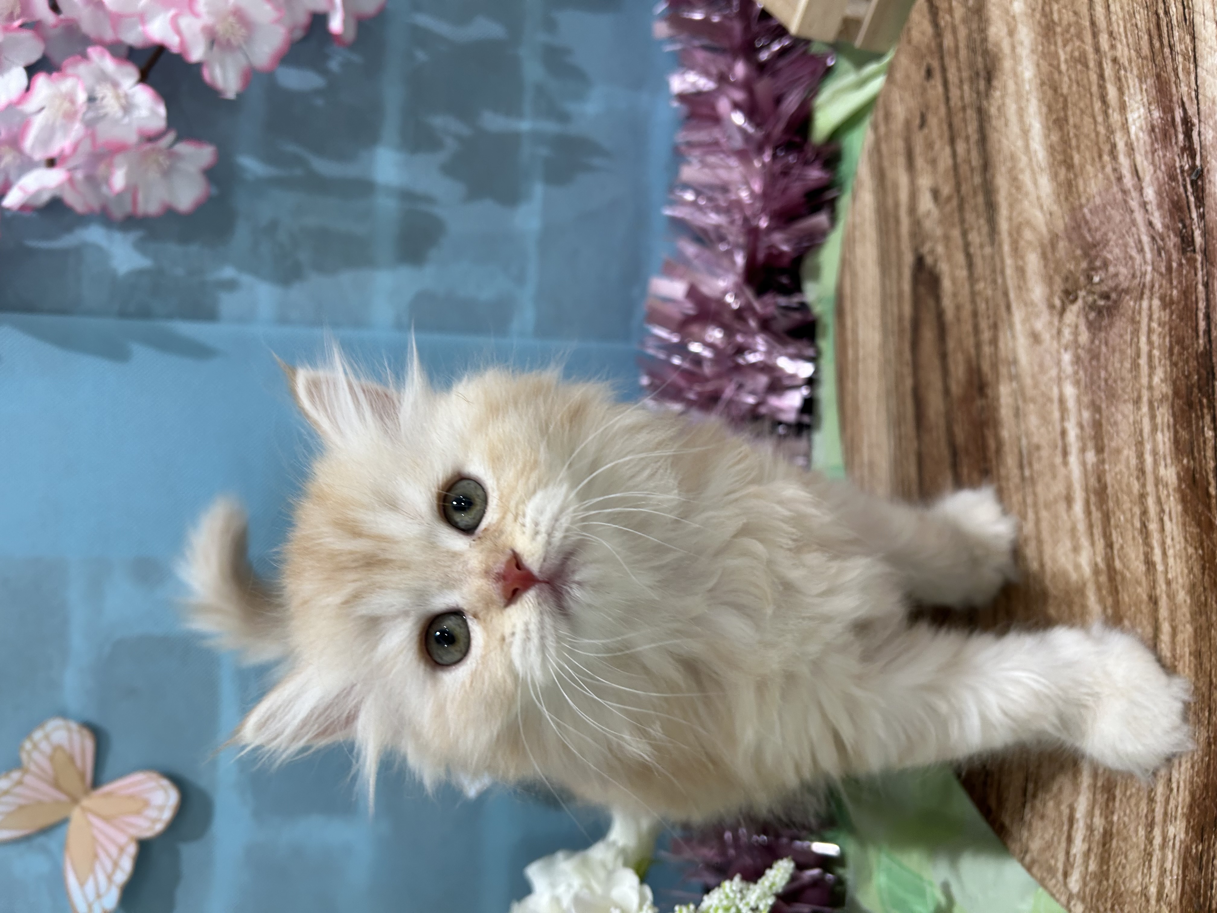 千葉県のマンチカン (センチュリーペット新浦安店/2026年2月28日生まれ/女の子/クリームタビー)の子猫の1枚目の画像