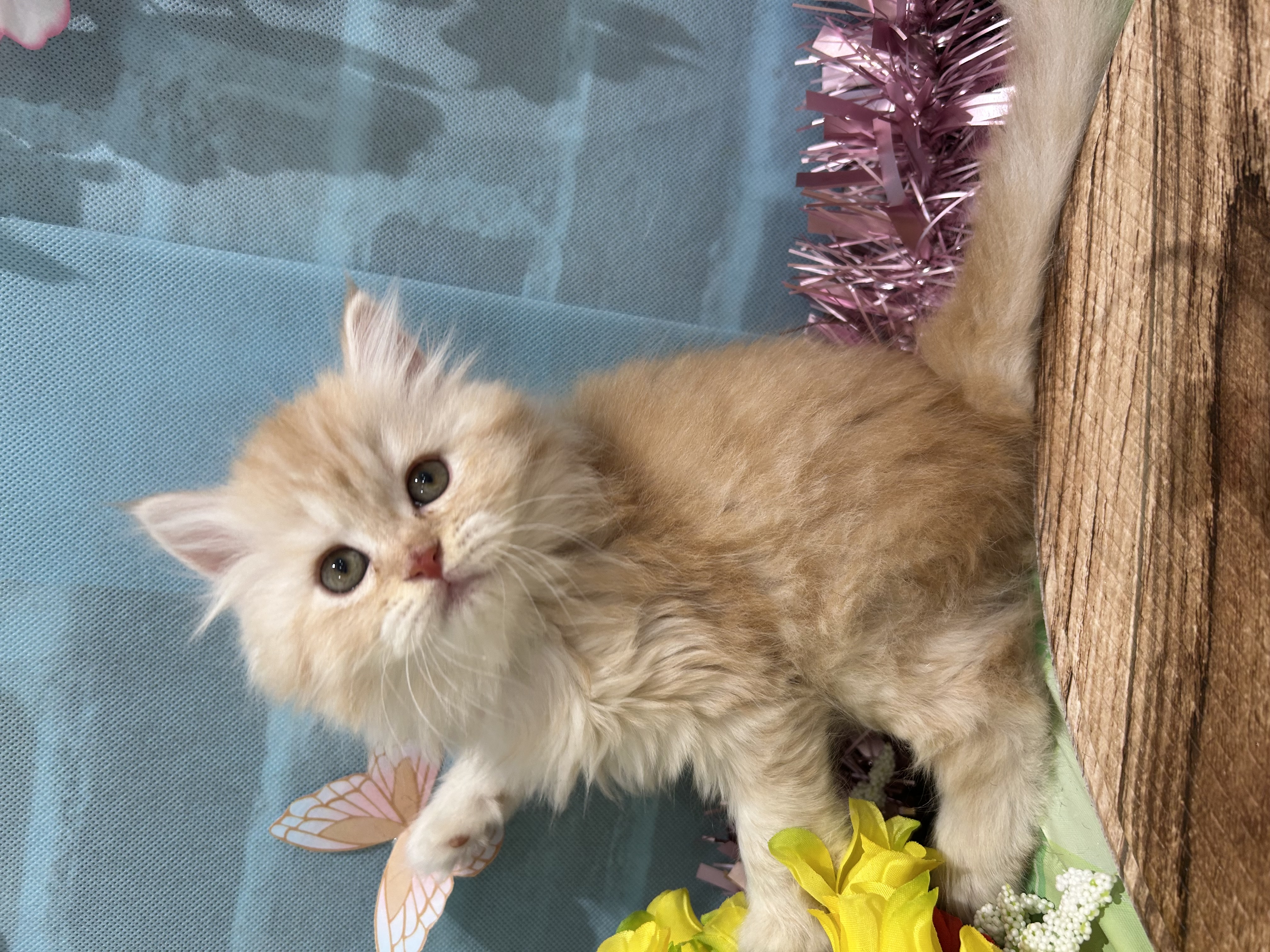 千葉県のマンチカン (センチュリーペット新浦安店/2026年2月28日生まれ/女の子/クリームタビー)の子猫の2枚目の画像