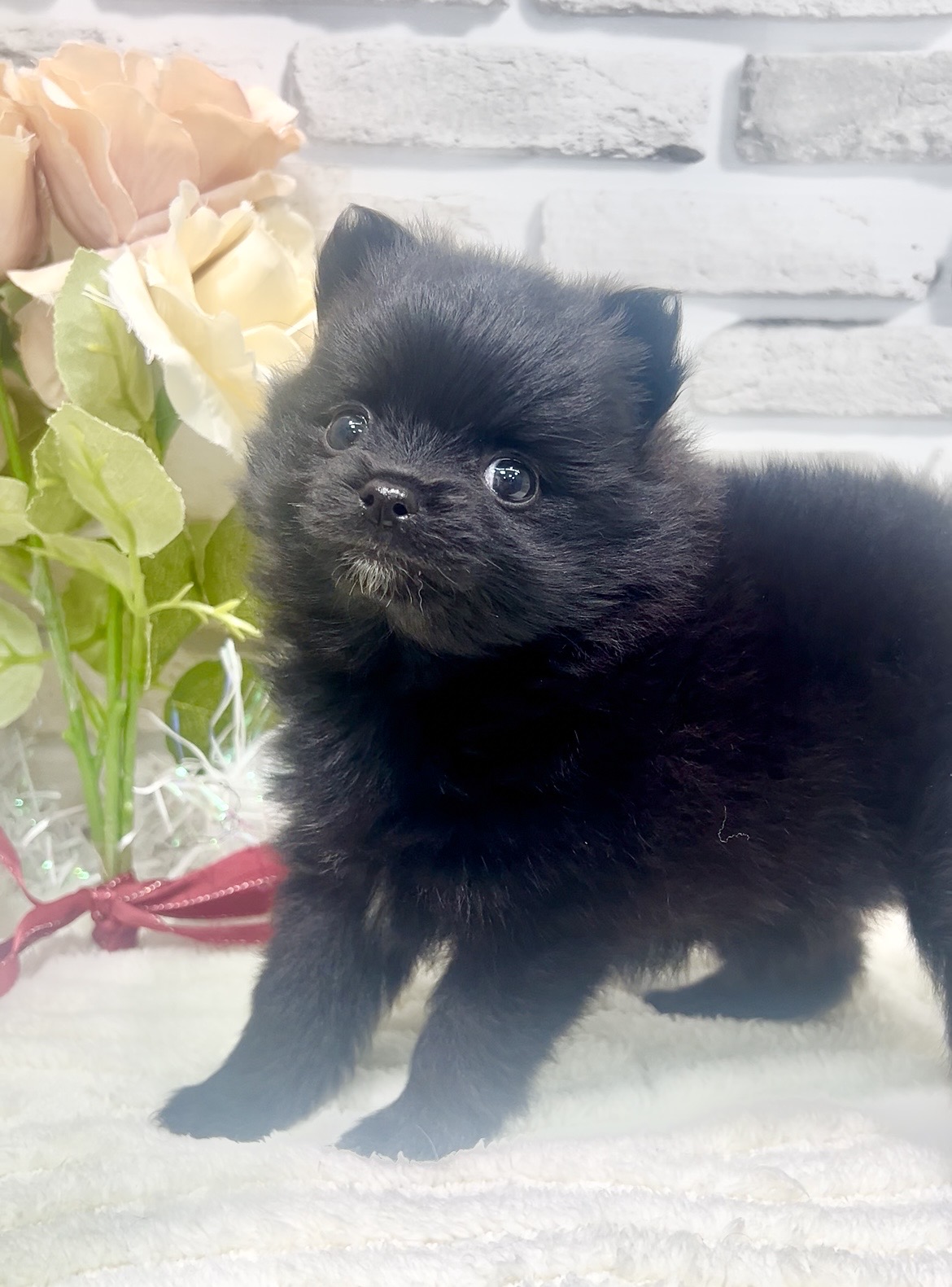 東京都のポメラニアン (センチュリーペット瑞江店/2026年2月28日生まれ/女の子/ブラック)の子犬の1枚目の画像