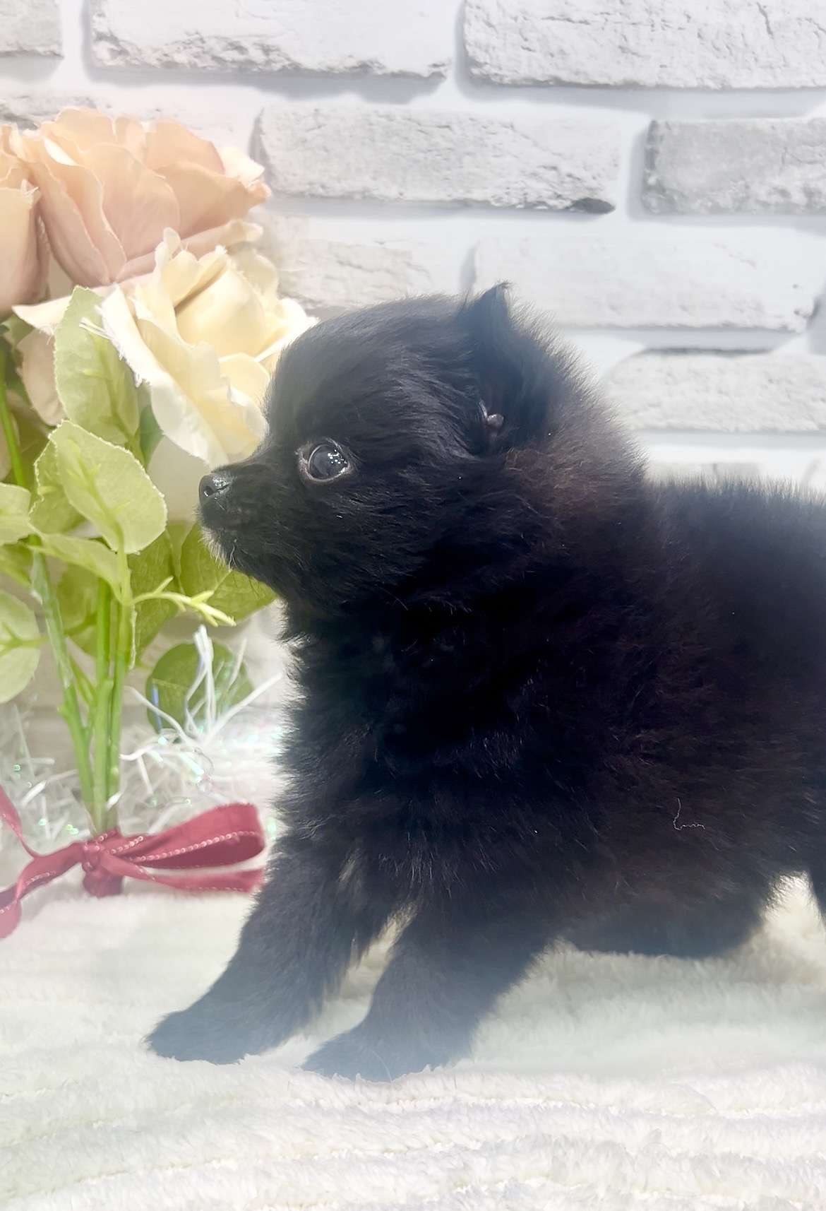 東京都のポメラニアン (センチュリーペット瑞江店/2026年2月28日生まれ/女の子/ブラック)の子犬の2枚目の画像