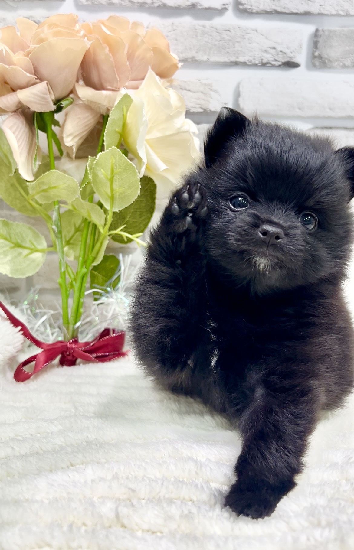 東京都のポメラニアン (センチュリーペット瑞江店/2026年2月28日生まれ/女の子/ブラック)の子犬の3枚目の画像