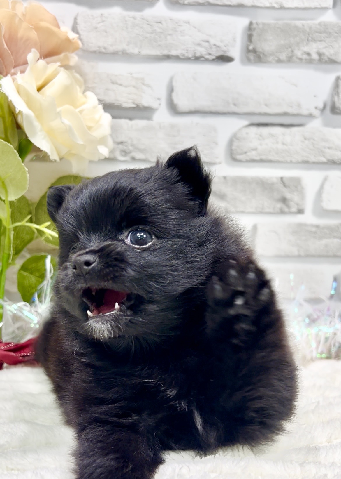東京都のポメラニアン (センチュリーペット瑞江店/2026年2月28日生まれ/女の子/ブラック)の子犬の4枚目の画像