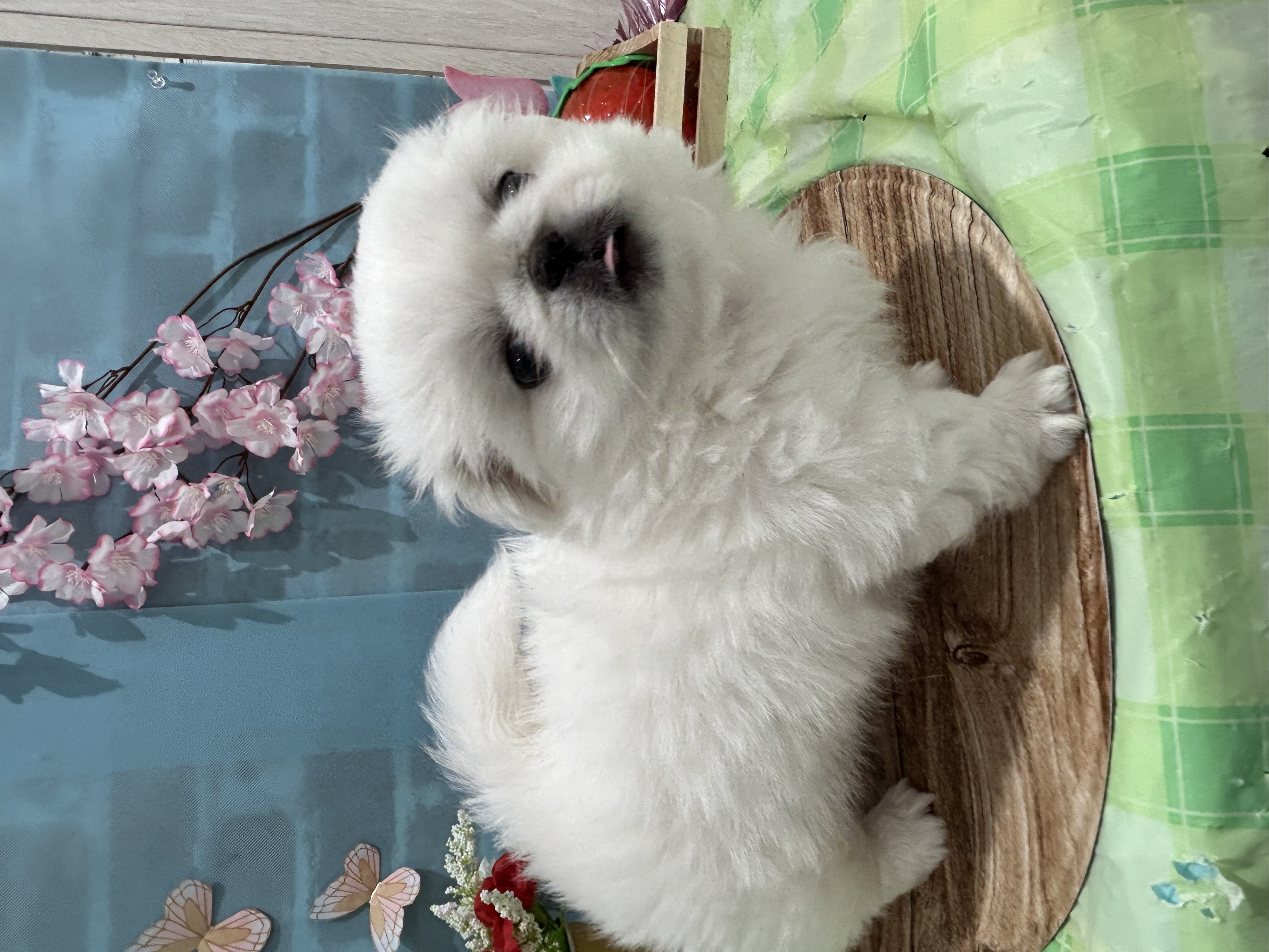 千葉県のペキニーズ (センチュリーペット新浦安店/2026年3月4日生まれ/女の子/ホワイト)の子犬の2枚目の画像