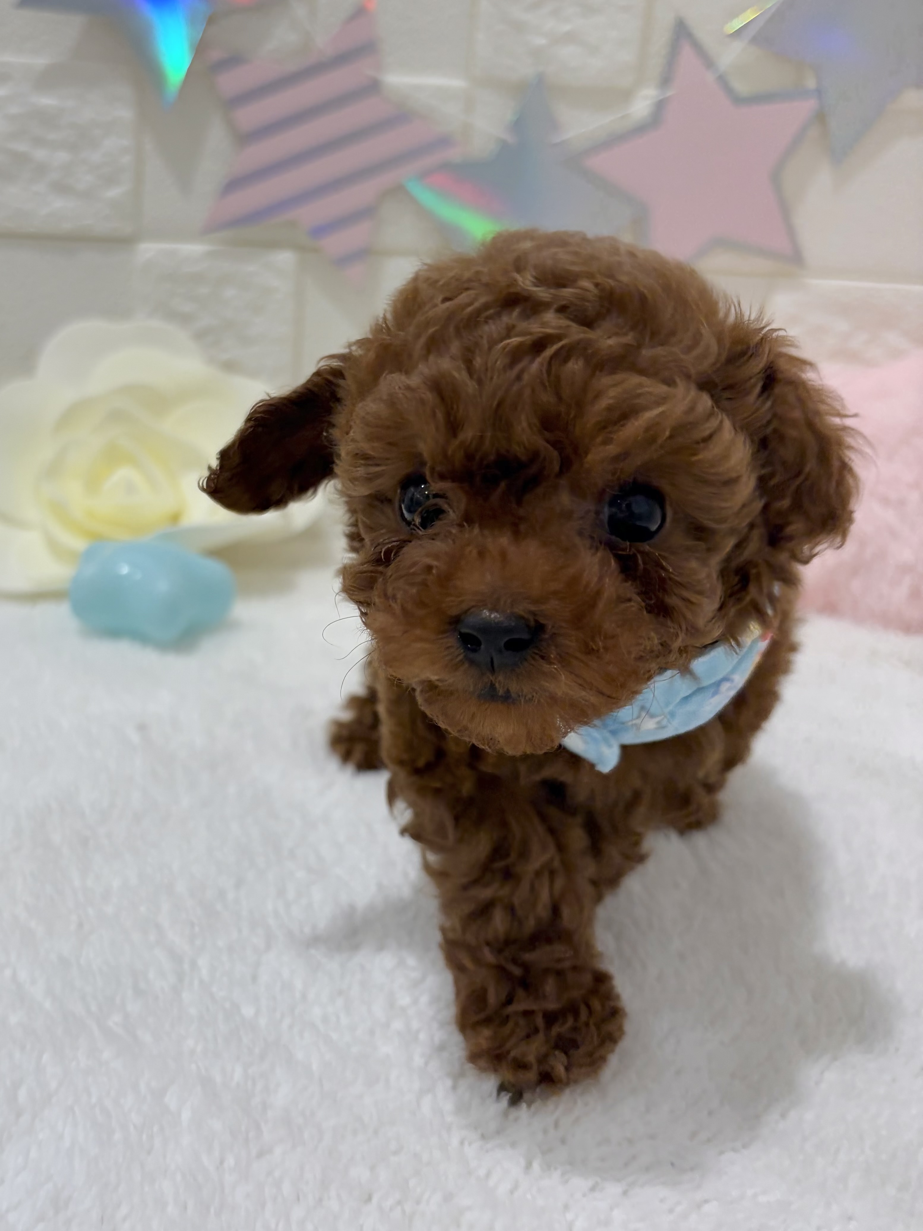 千葉県のトイプードル(トイ) (センチュリーペット津田沼店/2026年3月7日生まれ/男の子/レッドフォーン)の子犬の2枚目の画像